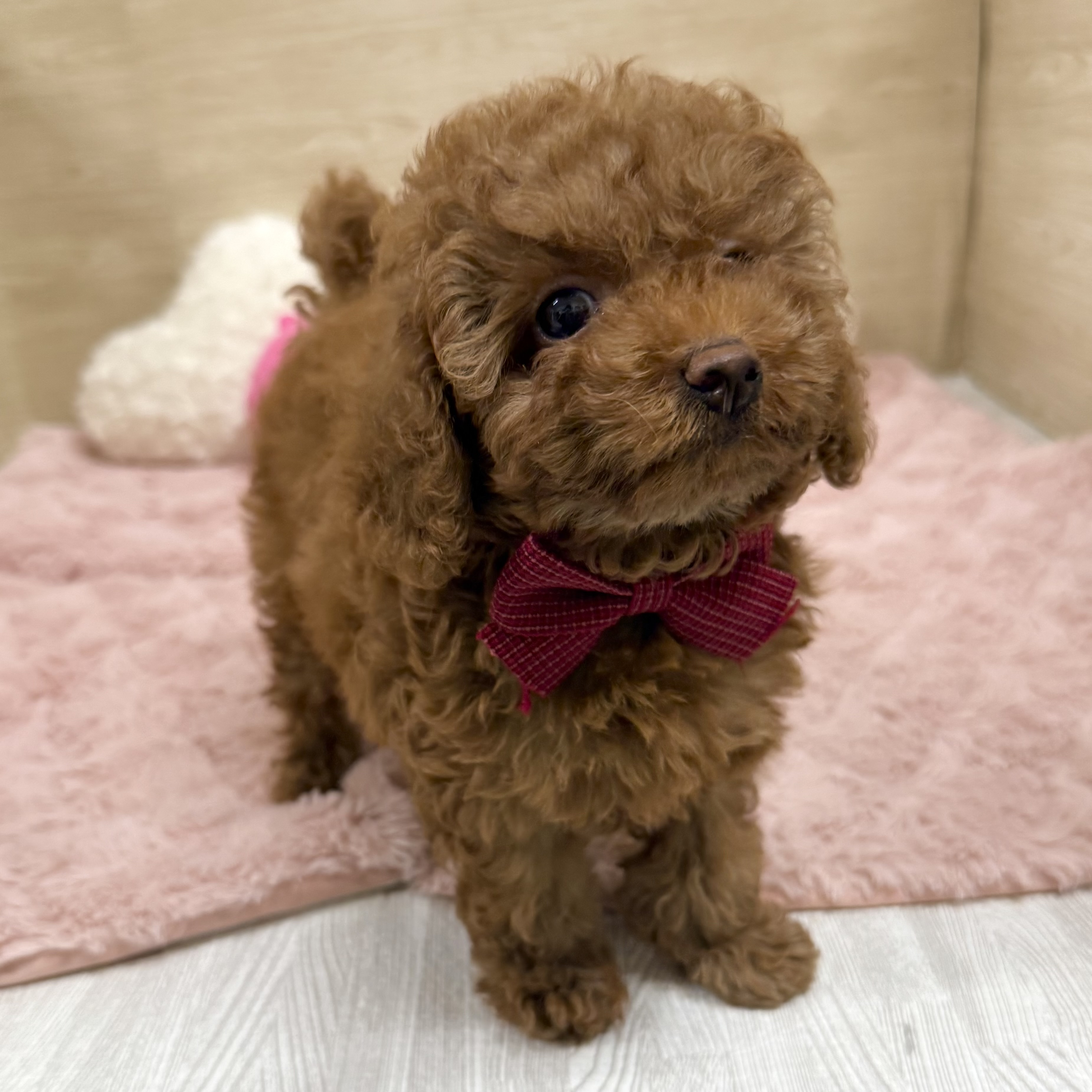 大阪府のトイプードル(トイ) (犬の家＆猫の里そよら東岸和田店/2025年12月24日生まれ/女の子/レッドフォーン)の子犬の3枚目の画像