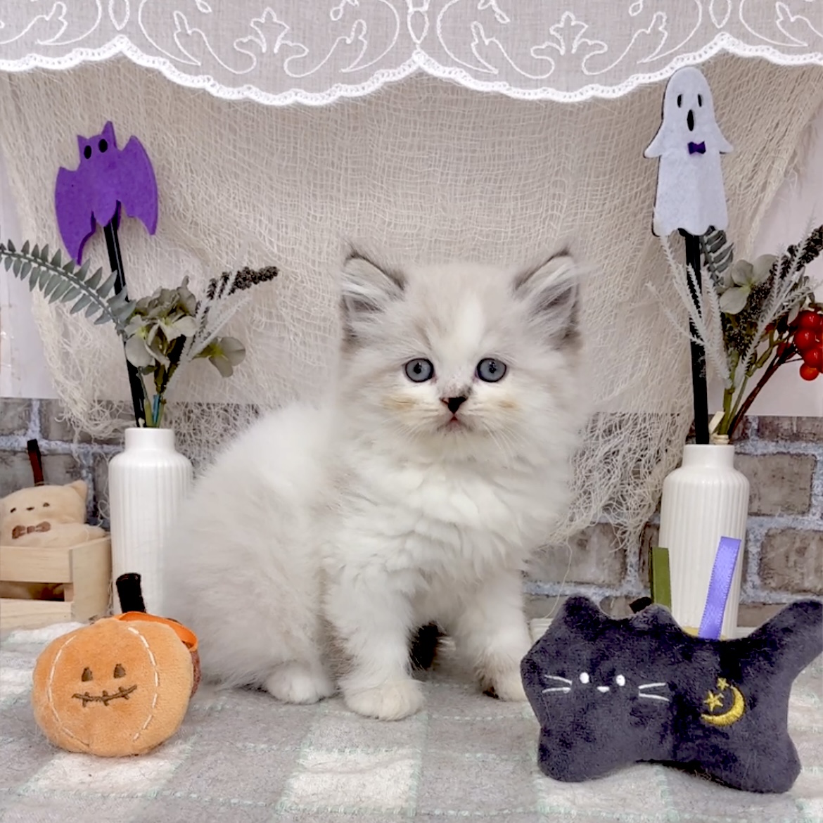 愛知県のエキゾチック (犬の家＆猫の里碧南店/2025年8月5日生まれ/男の子/シールポイントバイカラー)の子猫