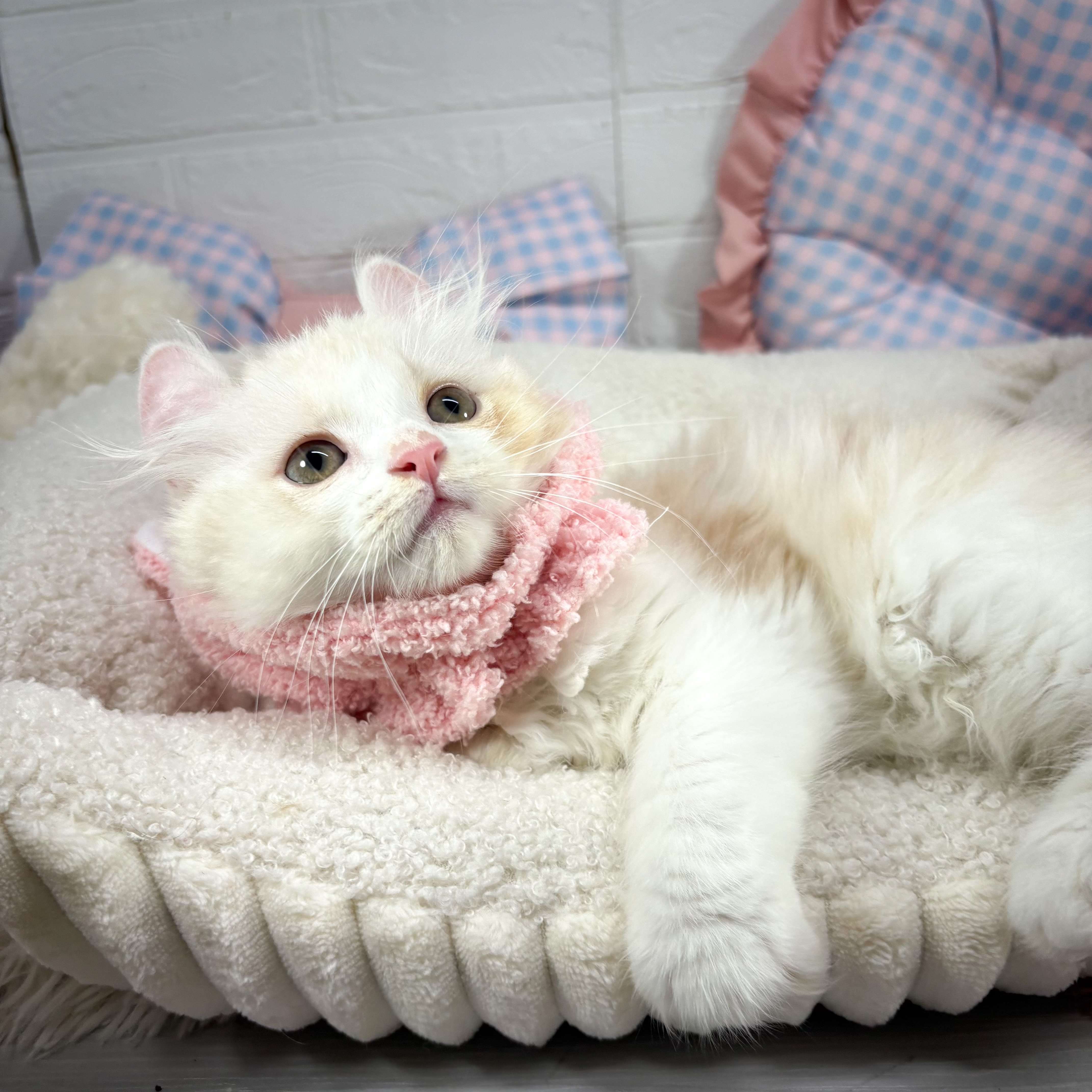 神奈川県のアメリカンカール (犬の家＆猫の里元住吉ブレーメン通り店/2025年6月28日生まれ/男の子/クリームホワイト)の子猫の1枚目の画像