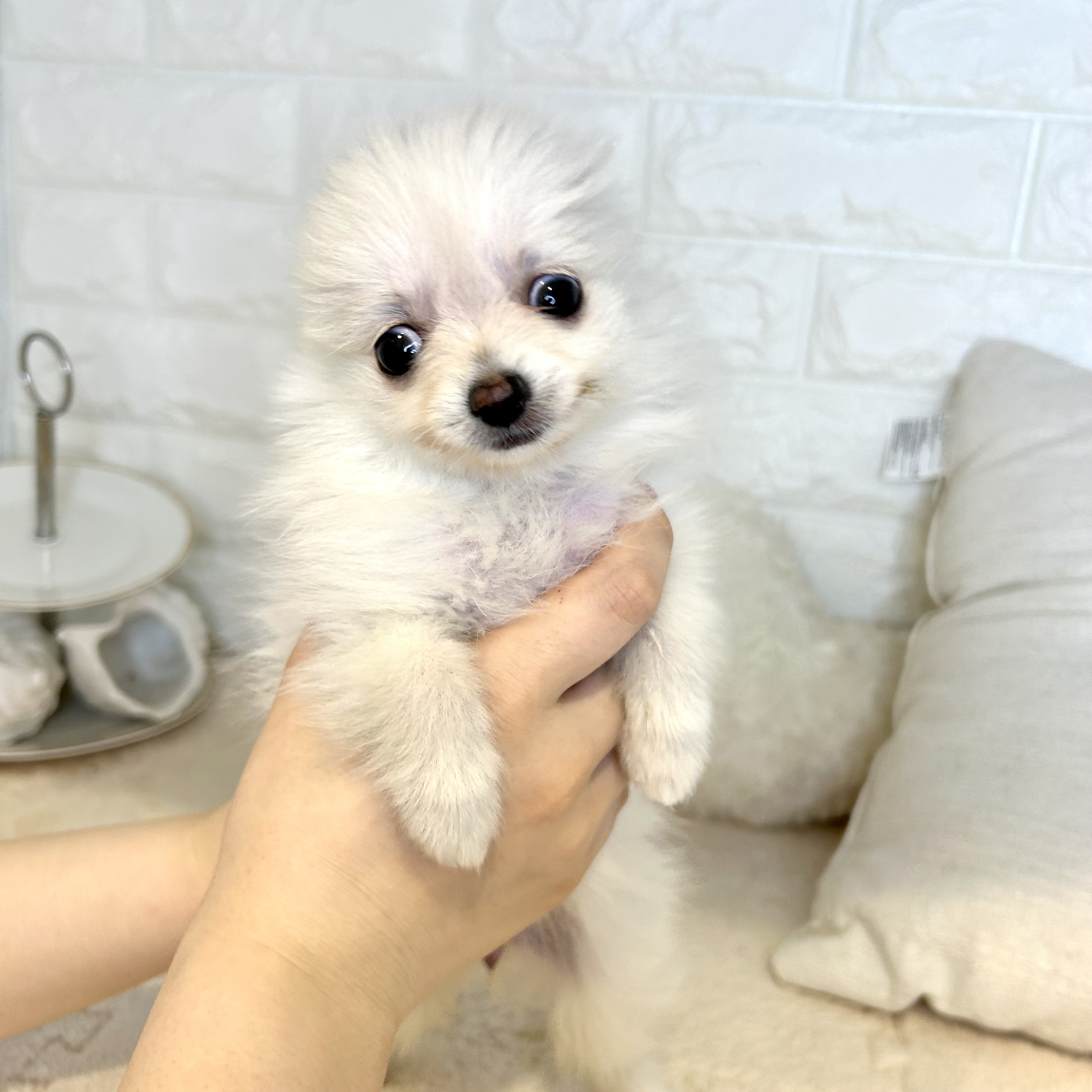 東京都のポメチワ/チワポメ/ポメチー(ポメラニアン×チワワ) (犬の家＆猫の里新宿店/2026年3月8日生まれ/女の子/クリーム)の子犬の3枚目の画像