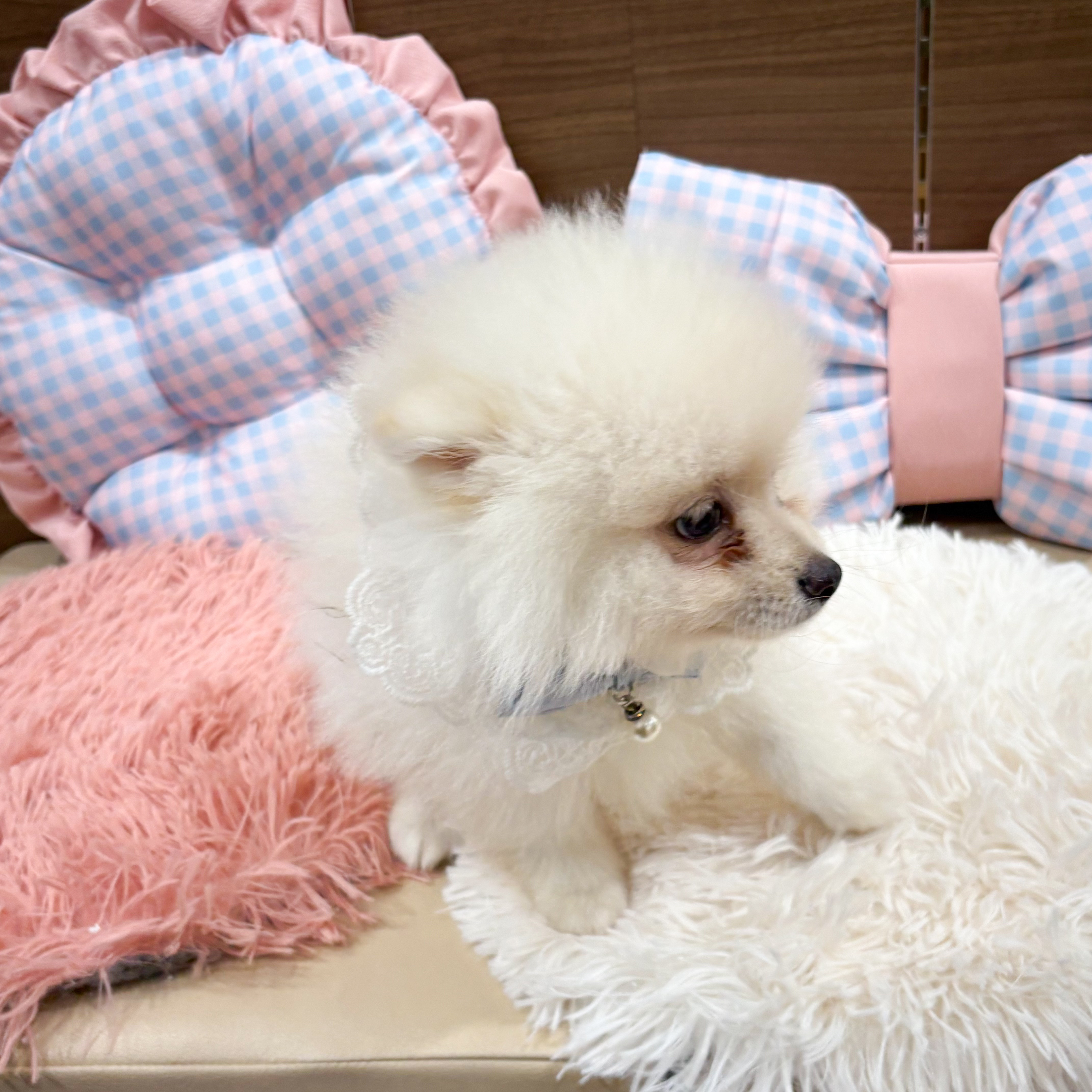 神奈川県のポメラニアン (犬の家＆猫の里元住吉ブレーメン通り店/2025年6月29日生まれ/男の子/クリーム)の子犬の3枚目の画像