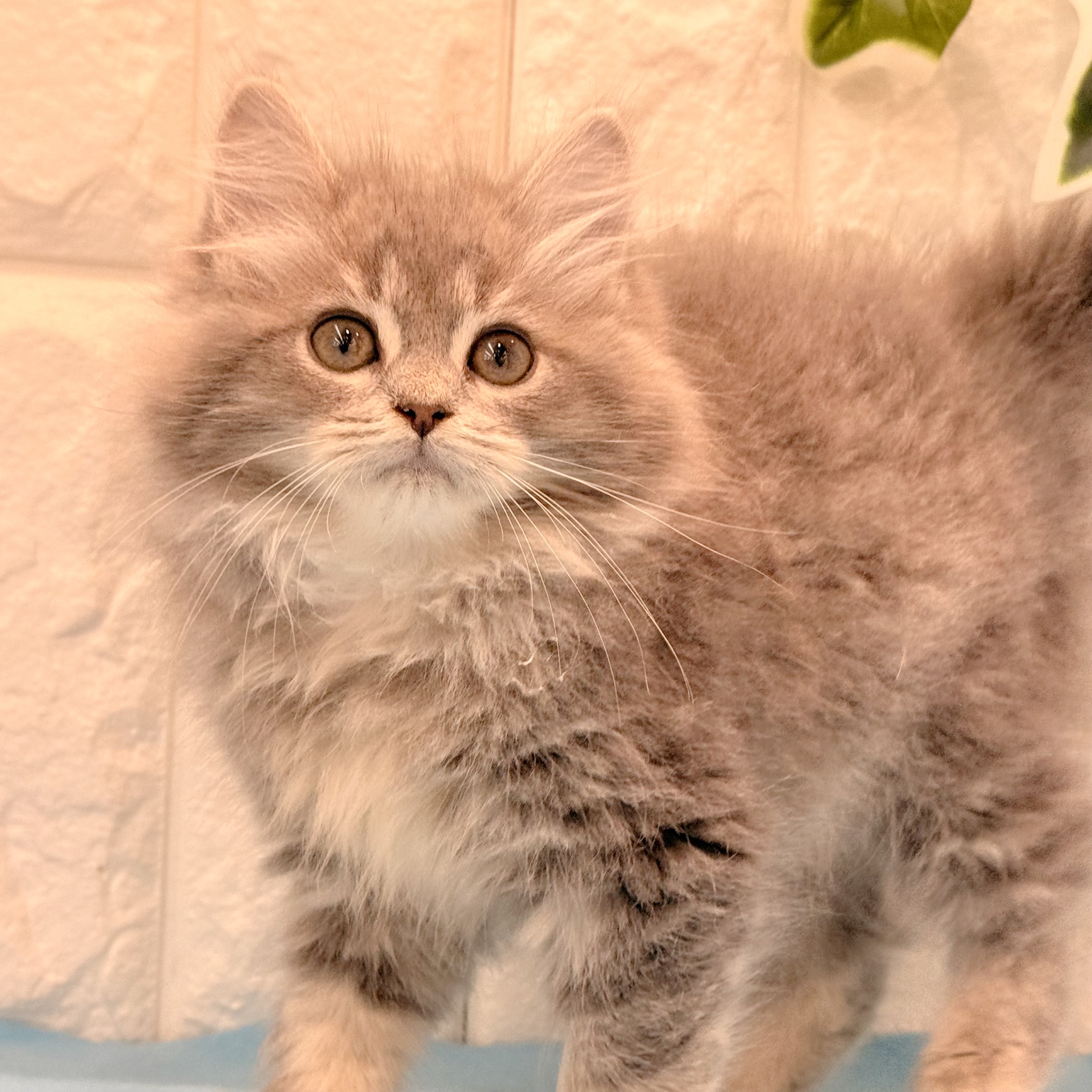 岡山県のサイベリアン (犬の家＆猫の里倉敷店/2026年5月1日生まれ/女の子/ブルータビー)の子猫の3枚目の画像