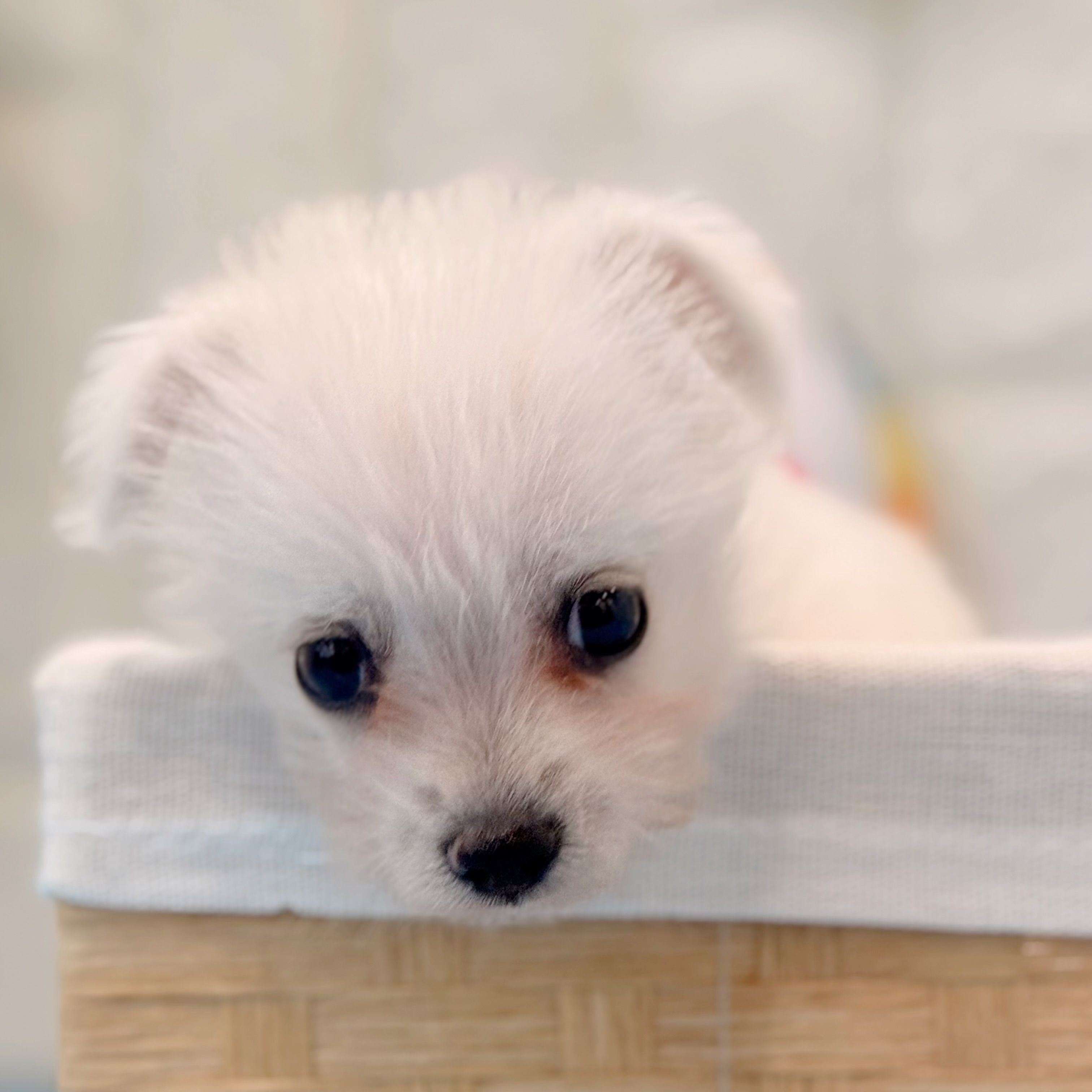 岡山県のポメシュナ/シュナポメ(ポメラニアン×シュナウザー) (犬の家＆猫の里倉敷店/2026年4月24日生まれ/女の子/ホワイト)の子犬の3枚目の画像