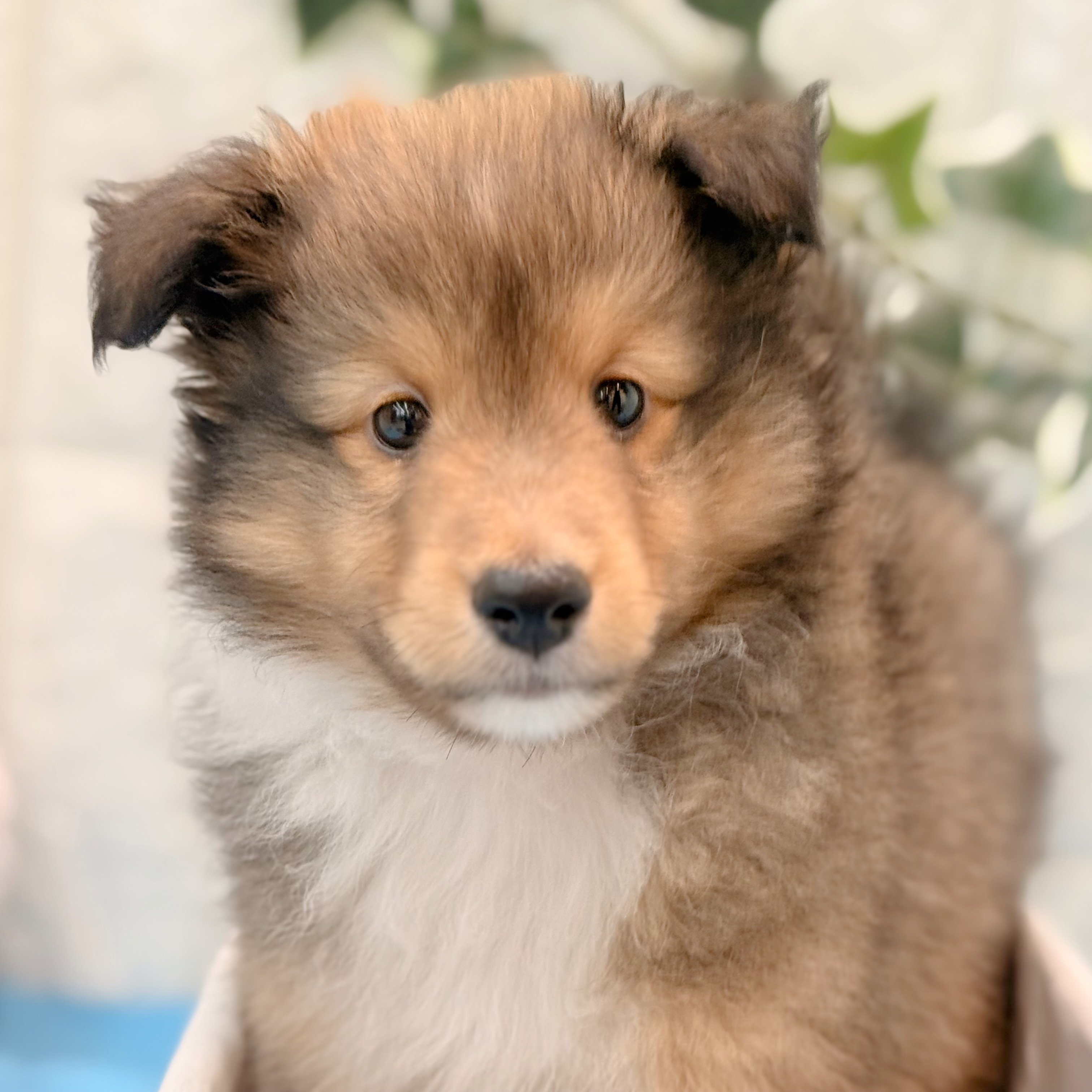 岡山県のシェットランドシープドッグ (犬の家＆猫の里倉敷店/2026年4月30日生まれ/男の子/セーブルホワイト)の子犬の3枚目の画像