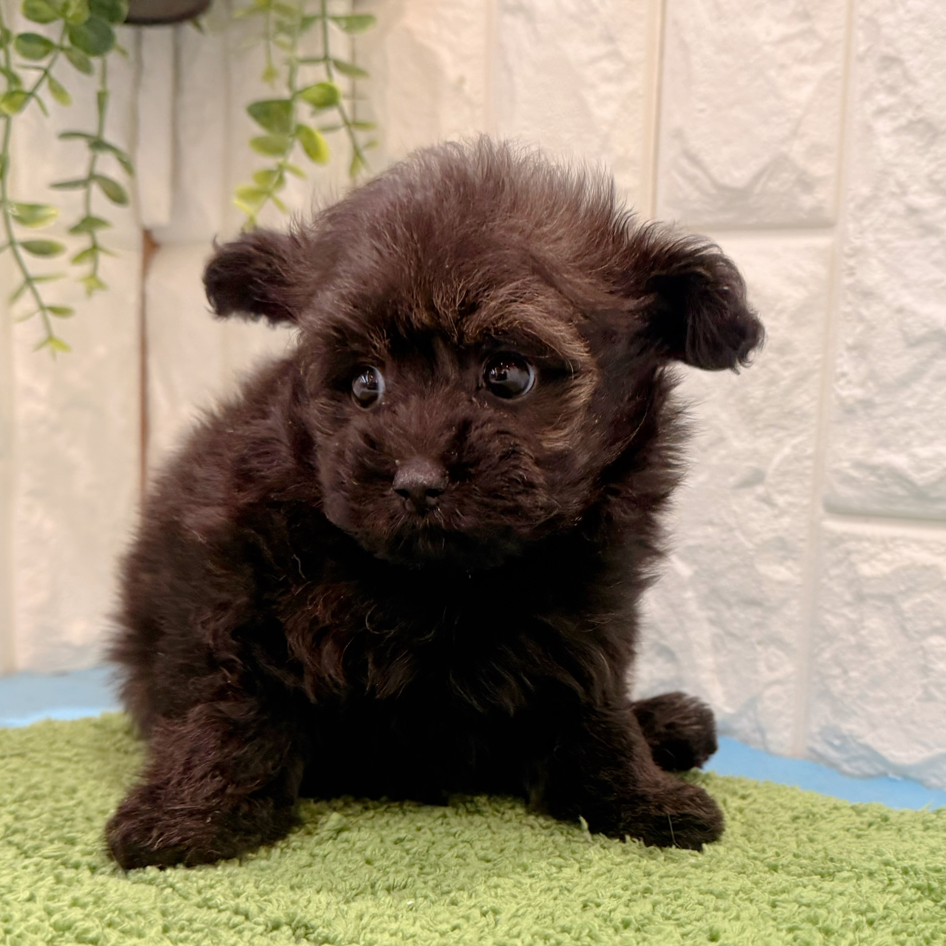 岡山県のポメプー(ポメラニアン×プードル) (犬の家＆猫の里倉敷店/2026年5月2日生まれ/女の子/ブラック)の子犬の3枚目の画像