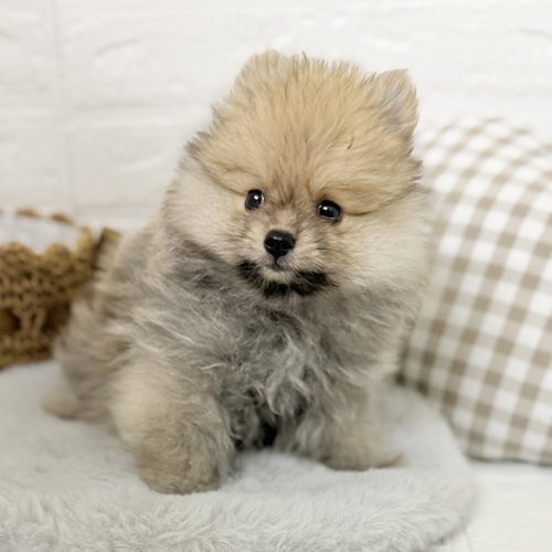 愛知県のポメラニアン (犬の家＆猫の里豊川インター店/2025年7月22日生まれ/男の子/オレンジセーブル)の子犬の3枚目の画像
