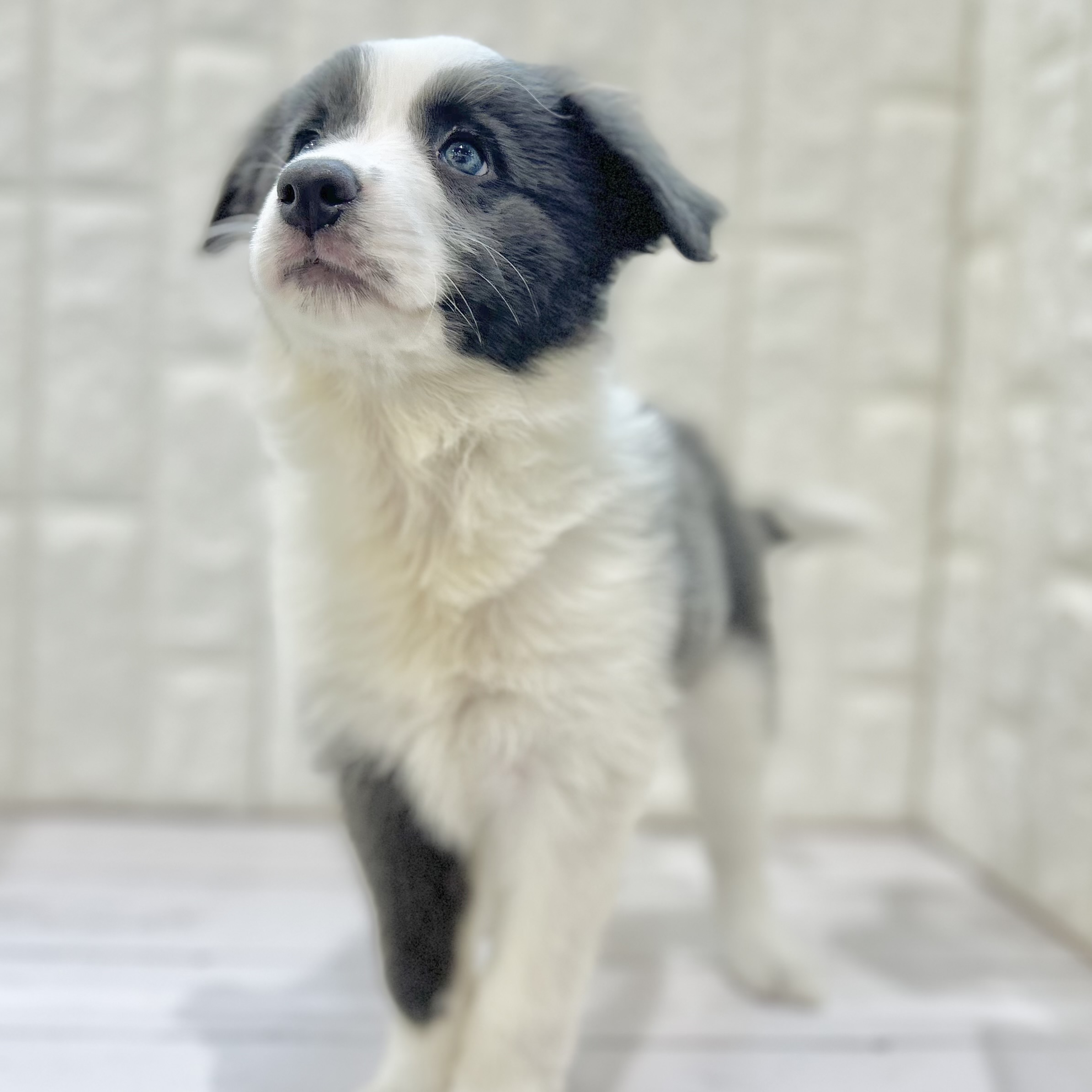 岡山県のボーダーコリー (犬の家＆猫の里倉敷店/2025年5月11日生まれ/女の子/ブルーホワイト)の子犬の3枚目の画像