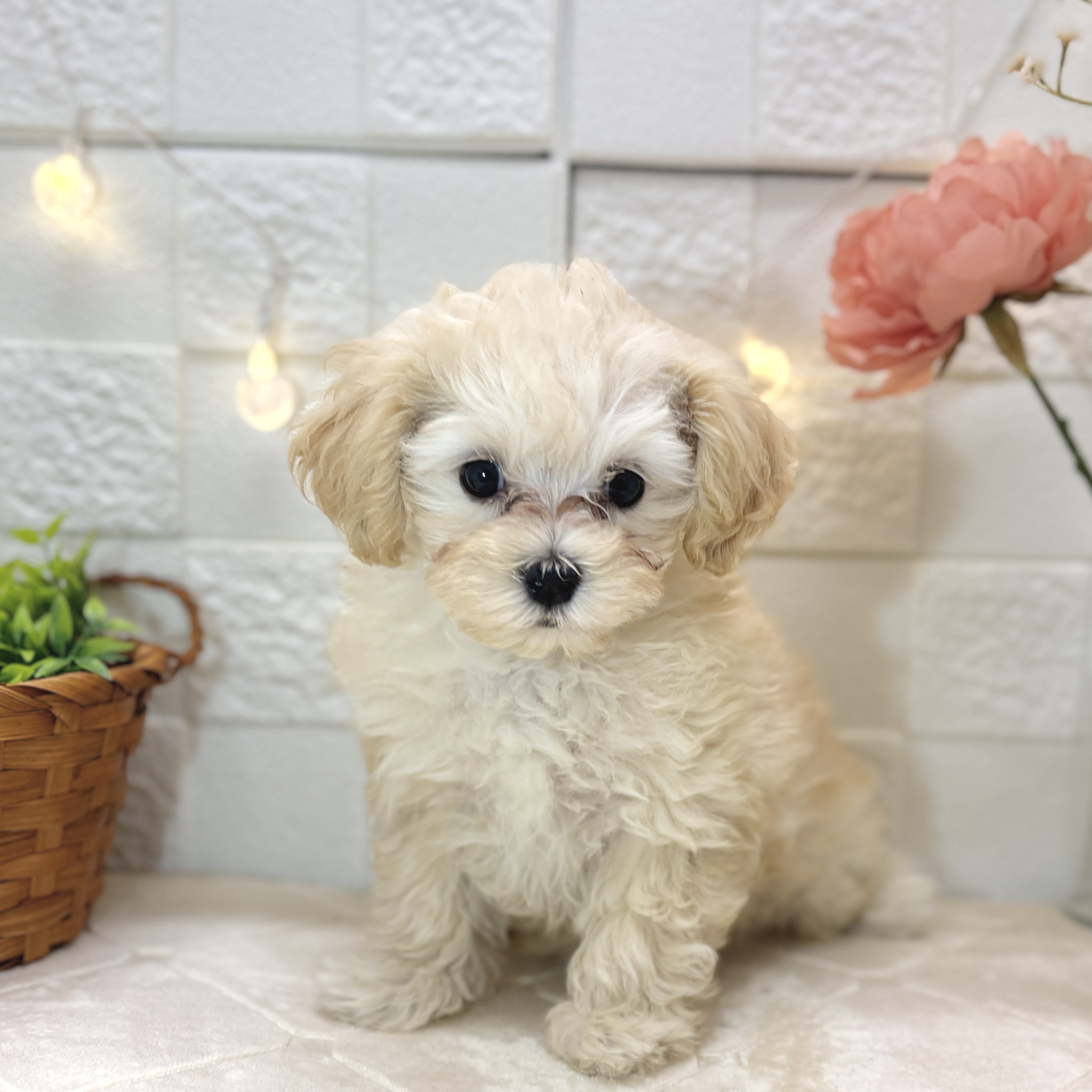 ハーフ犬女の子の写真
