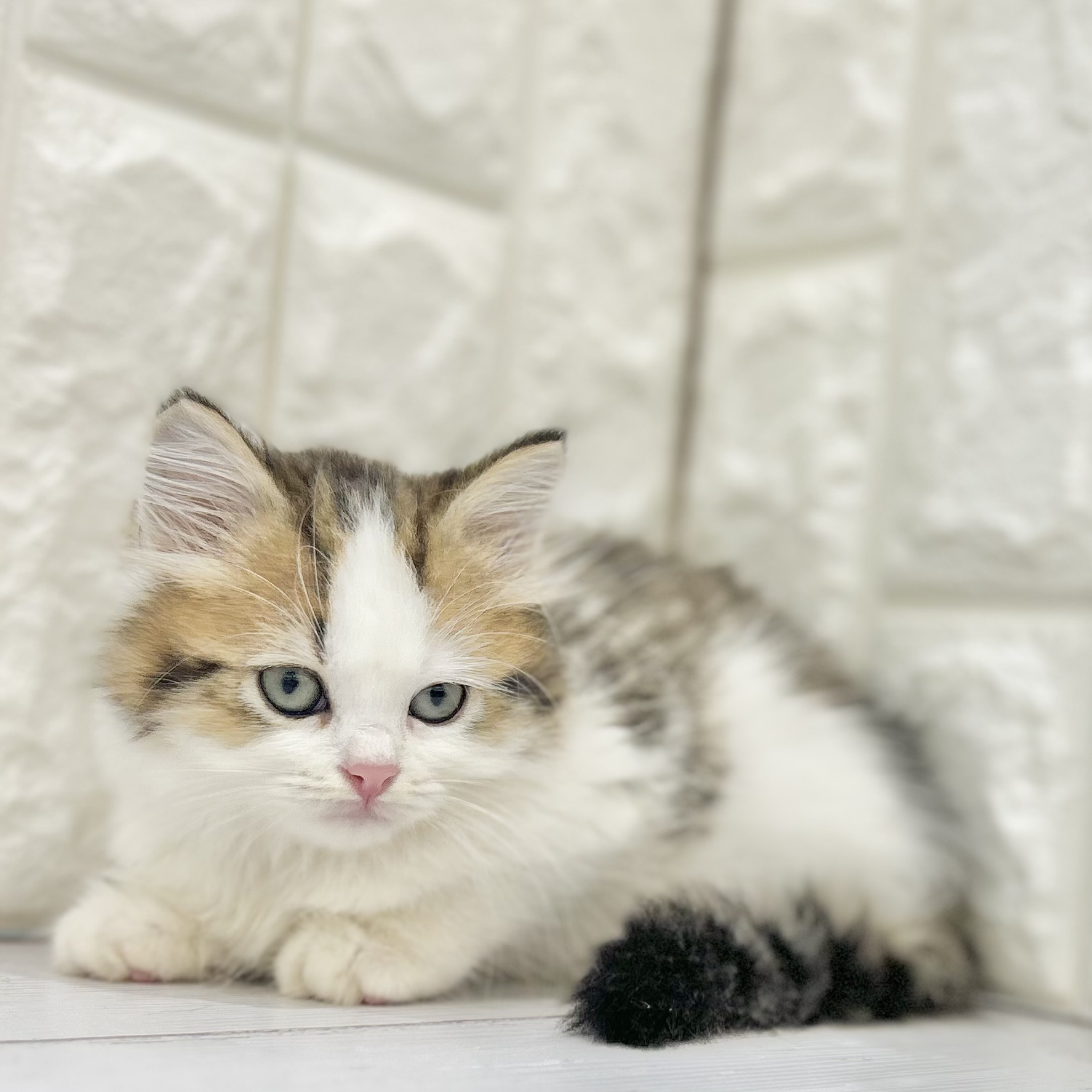 岡山県のスコティッシュストレート (犬の家＆猫の里倉敷店/2025年5月4日生まれ/男の子/ブラウンタビーホワイト)の子猫の3枚目の画像