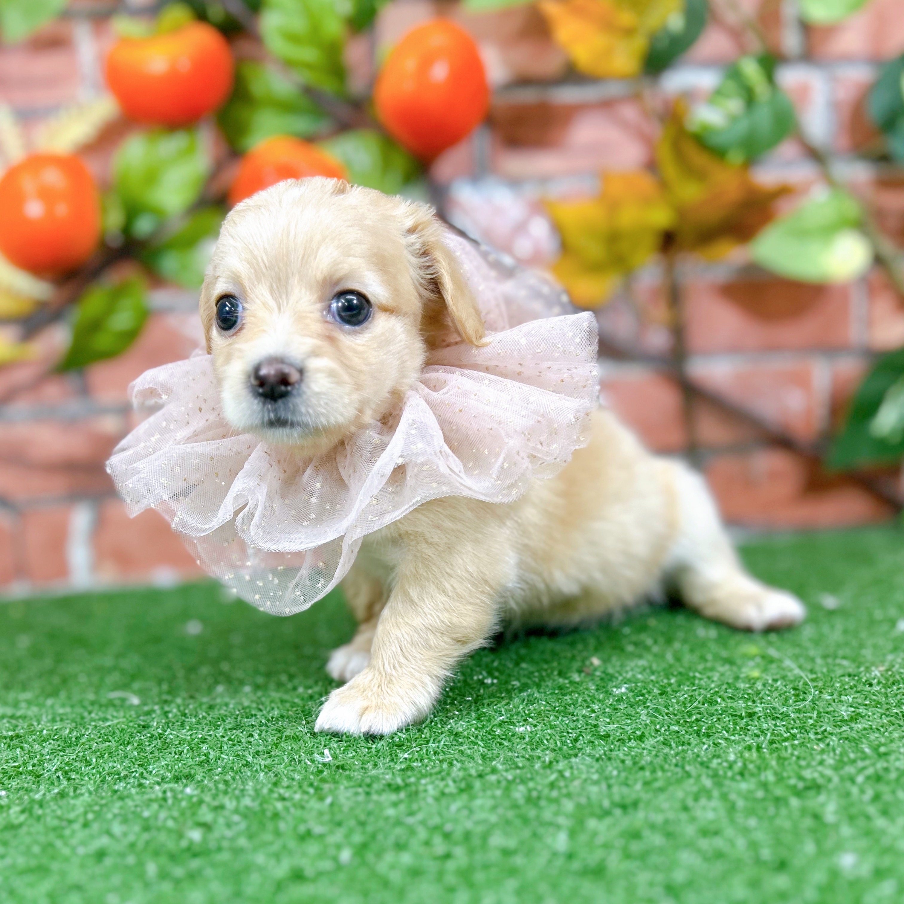 神奈川県のチワックス(チワワ×ダックス) (犬の家＆猫の里小田原店/2025年9月30日生まれ/女の子/イエロー)の子犬の3枚目の画像