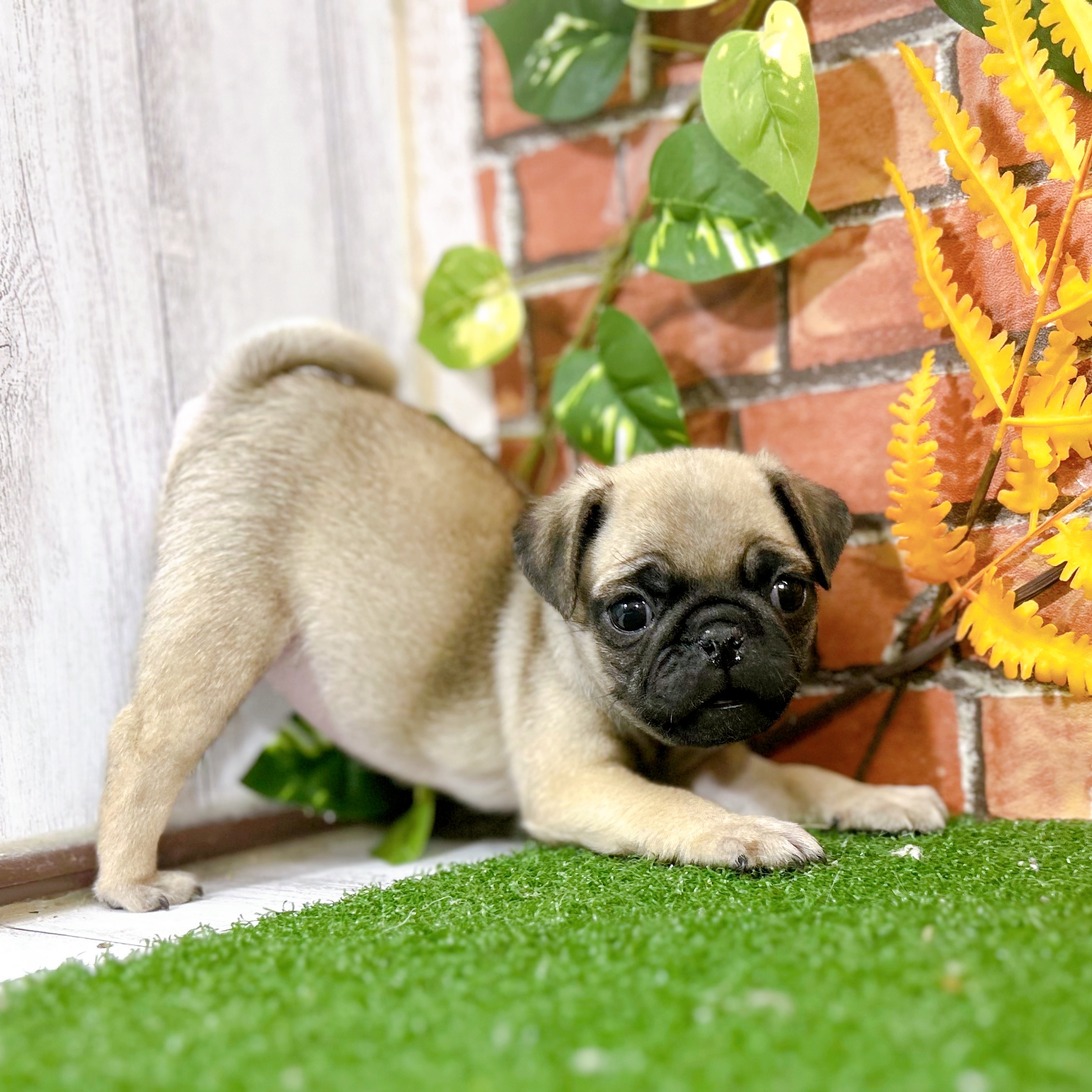 神奈川県のパグ (犬の家＆猫の里小田原店/2025年9月25日生まれ/女の子/フォーン)の子犬の3枚目の画像