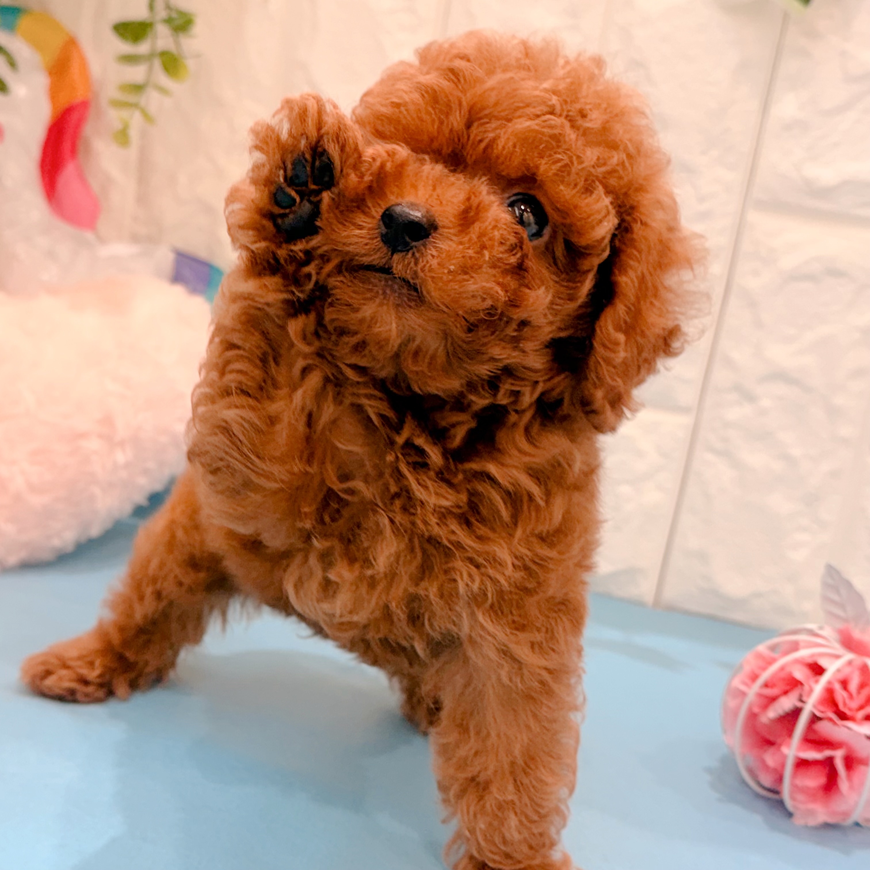 岡山県のトイプードル(トイ) (犬の家＆猫の里倉敷店/2026年5月1日生まれ/男の子/レッドフォーン)の子犬の3枚目の画像