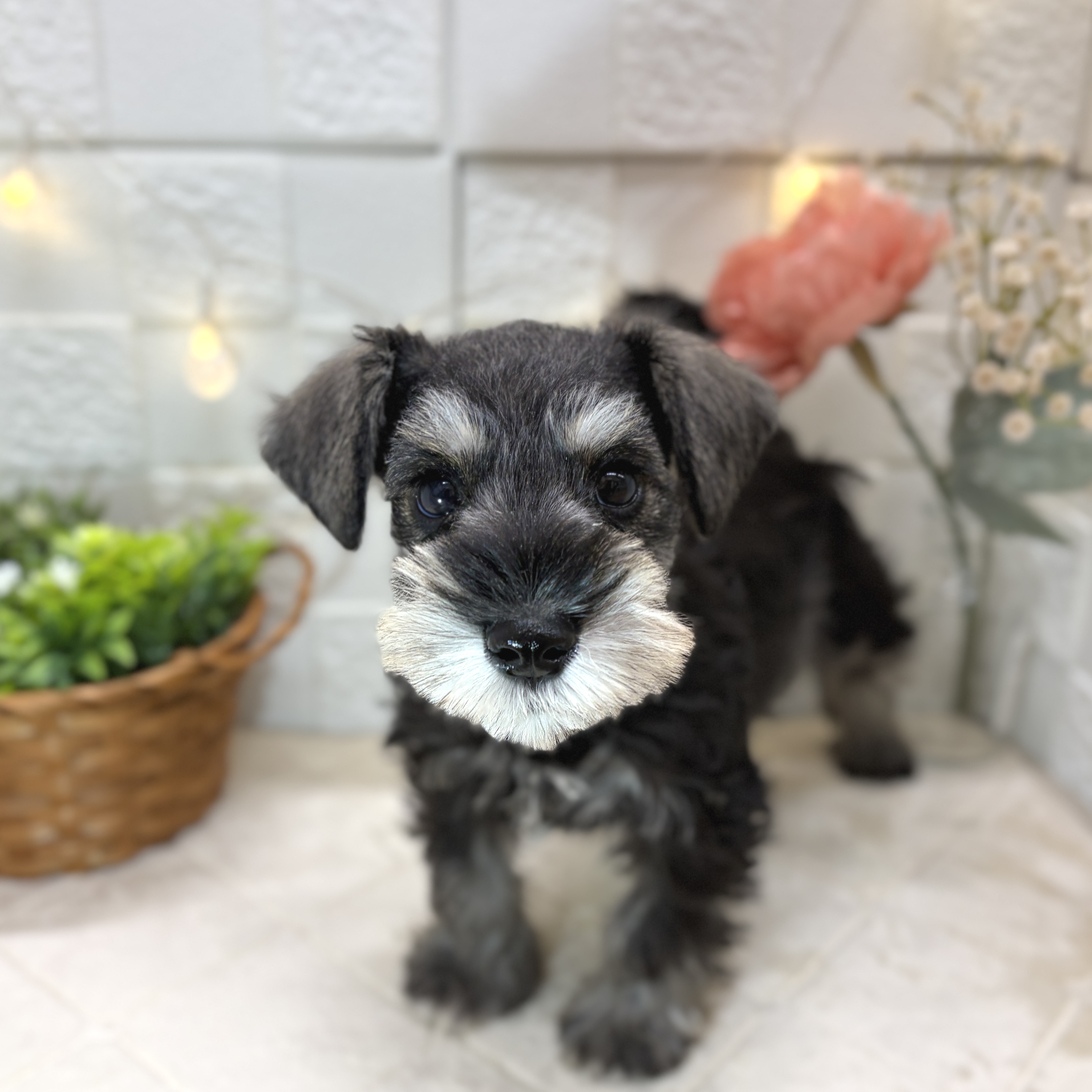 東京都のミニチュアシュナウザー (犬の家＆猫の里ペットフォレスト小平店/2025年12月24日生まれ/男の子/ソルトペッパー)の子犬の3枚目の画像