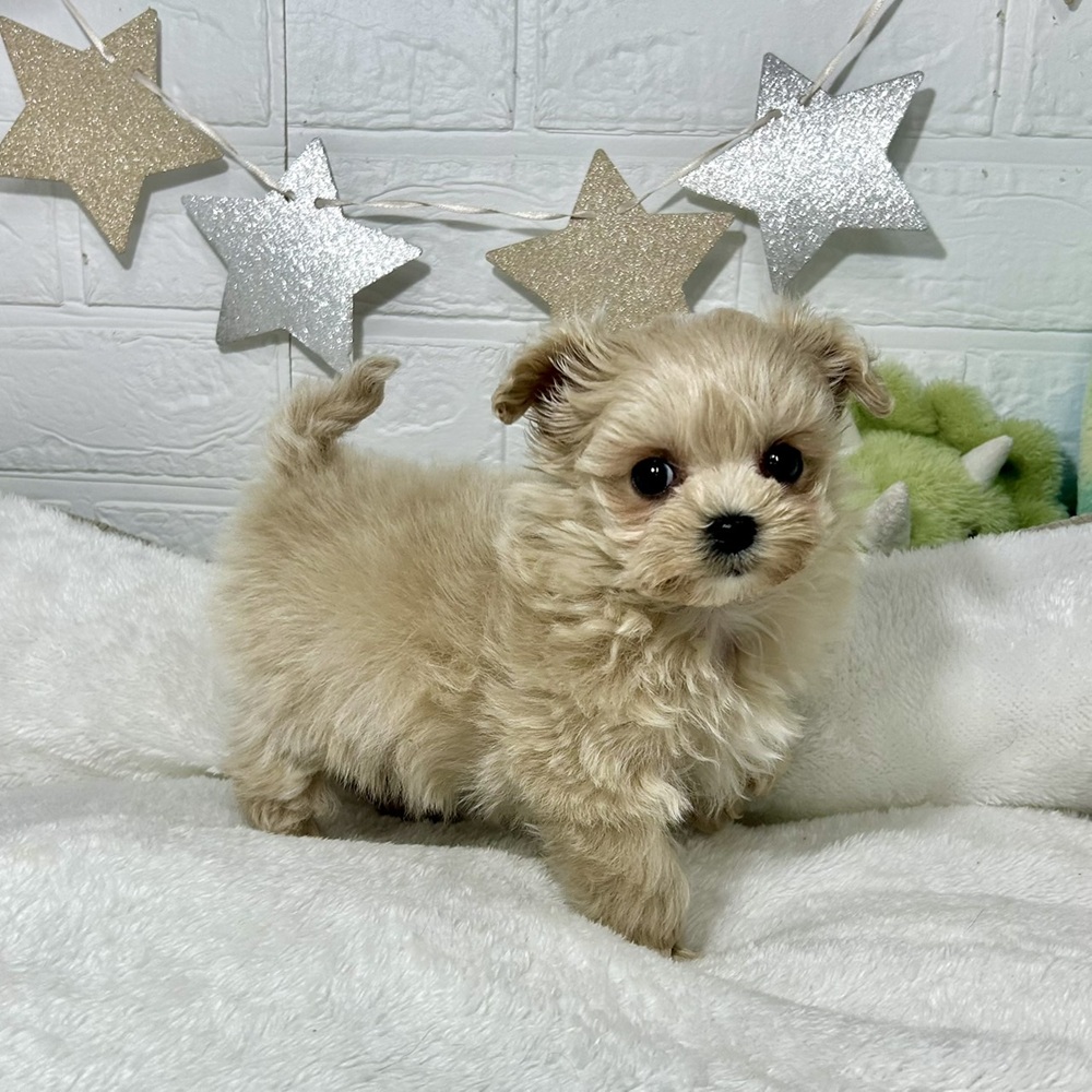 兵庫県のマルプー(マルチーズ×プードル) (犬の家＆猫の里ニッケパークタウン加古川店/2026年1月2日生まれ/女の子/クリーム)の子犬