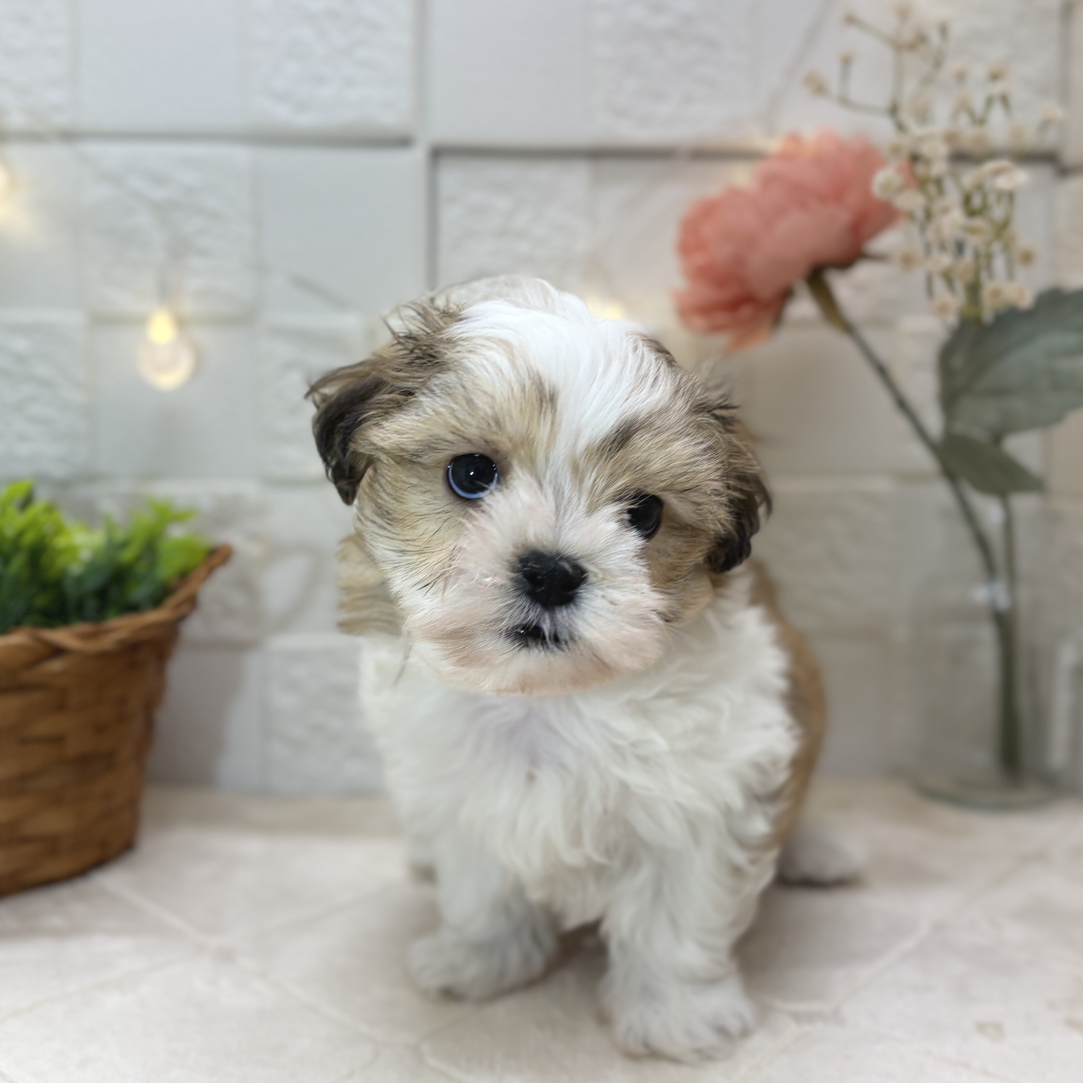 東京都のマルズー/マルシーズ(マルチーズ×シーズー) (犬の家＆猫の里ペットフォレスト小平店/2025年12月22日生まれ/男の子/ホワイトゴールド)の子犬の3枚目の画像