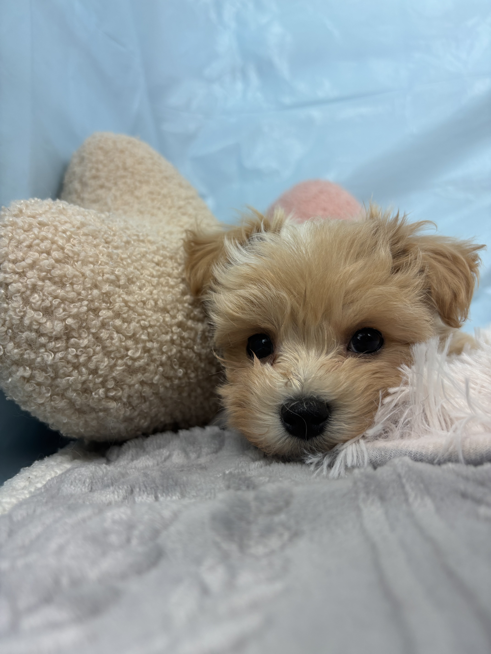 兵庫県のマルプー(マルチーズ×プードル) (犬の家＆猫の里川西店/2025年9月12日生まれ/男の子/クリーム)の子犬の3枚目の画像