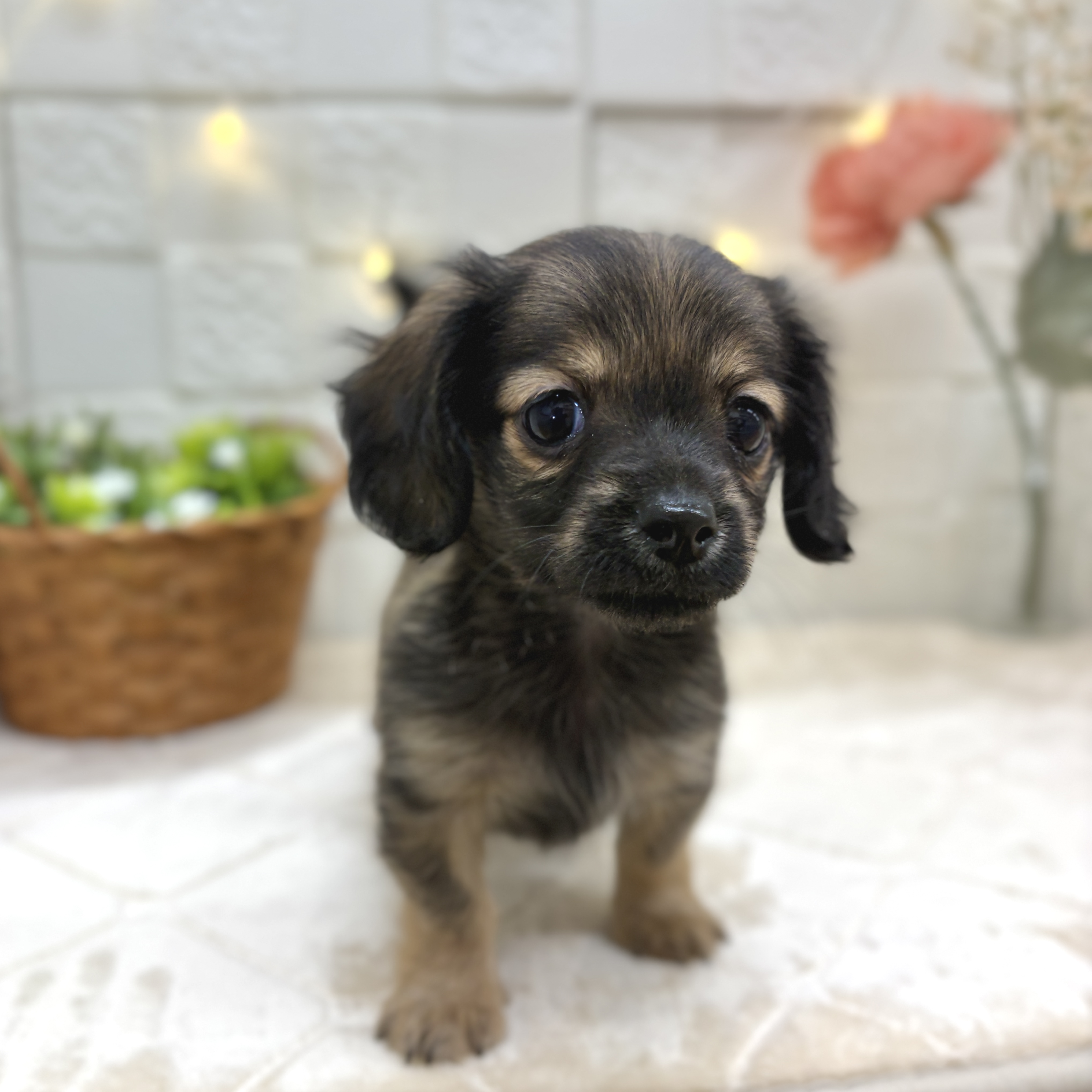 東京都のチワックス(チワワ×ダックス) (犬の家＆猫の里ペットフォレスト小平店/2025年12月14日生まれ/女の子/フォーン)の子犬の3枚目の画像