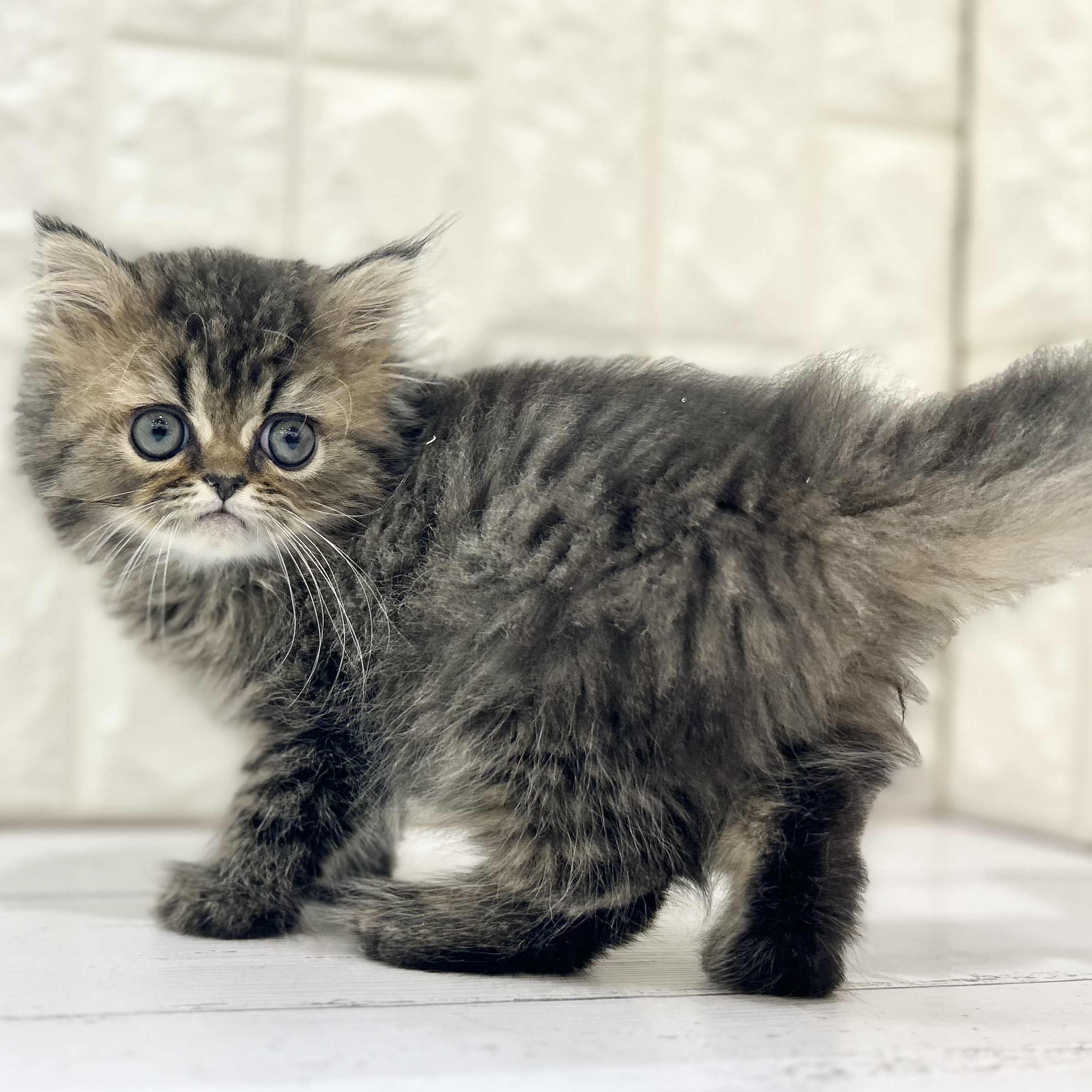 岡山県のエキゾチック (犬の家＆猫の里倉敷店/2025年5月14日生まれ/男の子/ブラウンタビー)の子猫の1枚目の画像