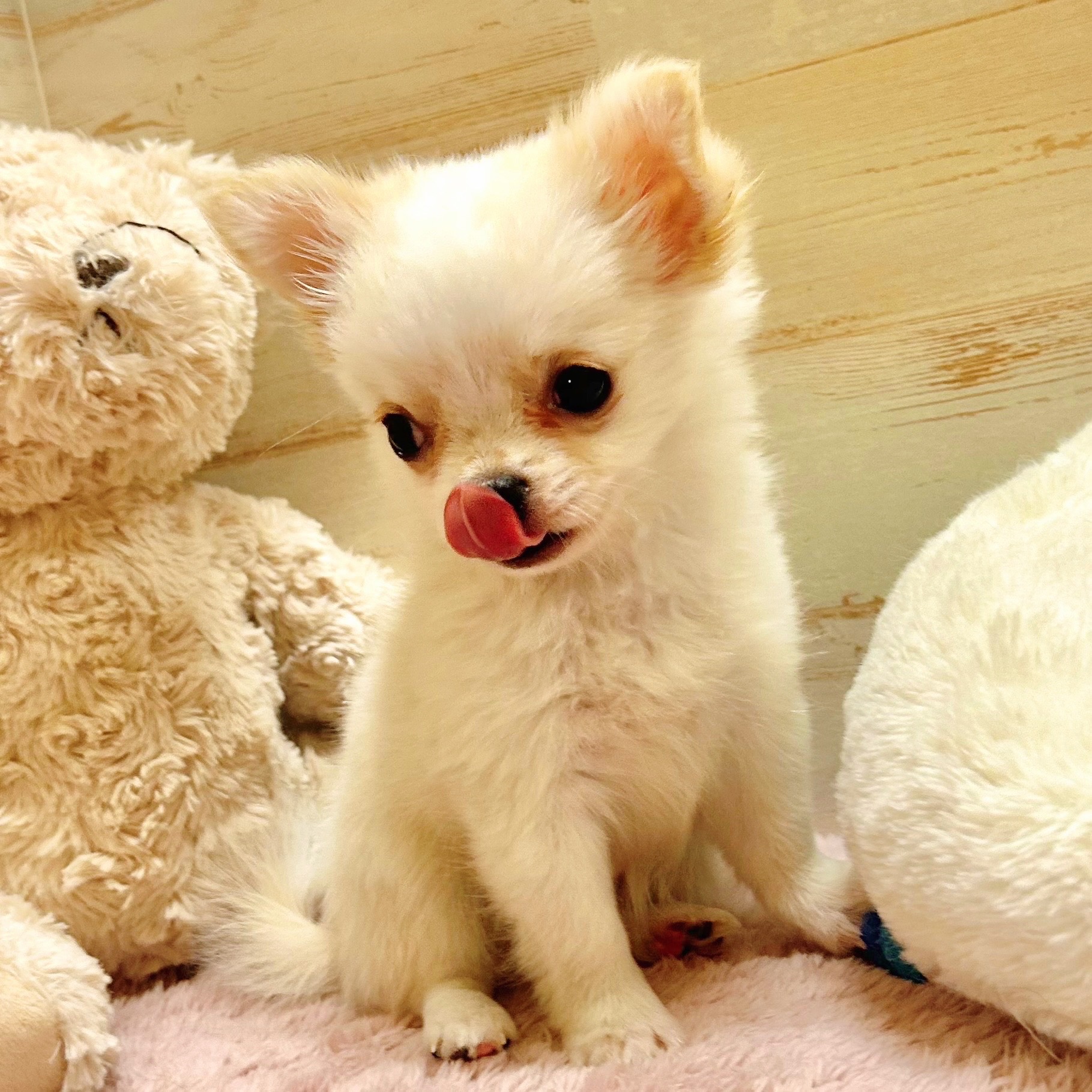 兵庫県のチワワ(ロング) (犬の家＆猫の里神戸店/2025年9月30日生まれ/男の子/クリームホワイト)の子犬の3枚目の画像