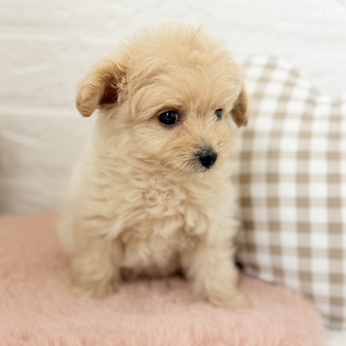 愛知県のポメプー(ポメラニアン×プードル) (犬の家＆猫の里豊川インター店/2025年8月5日生まれ/女の子/クリーム)の子犬の3枚目の画像