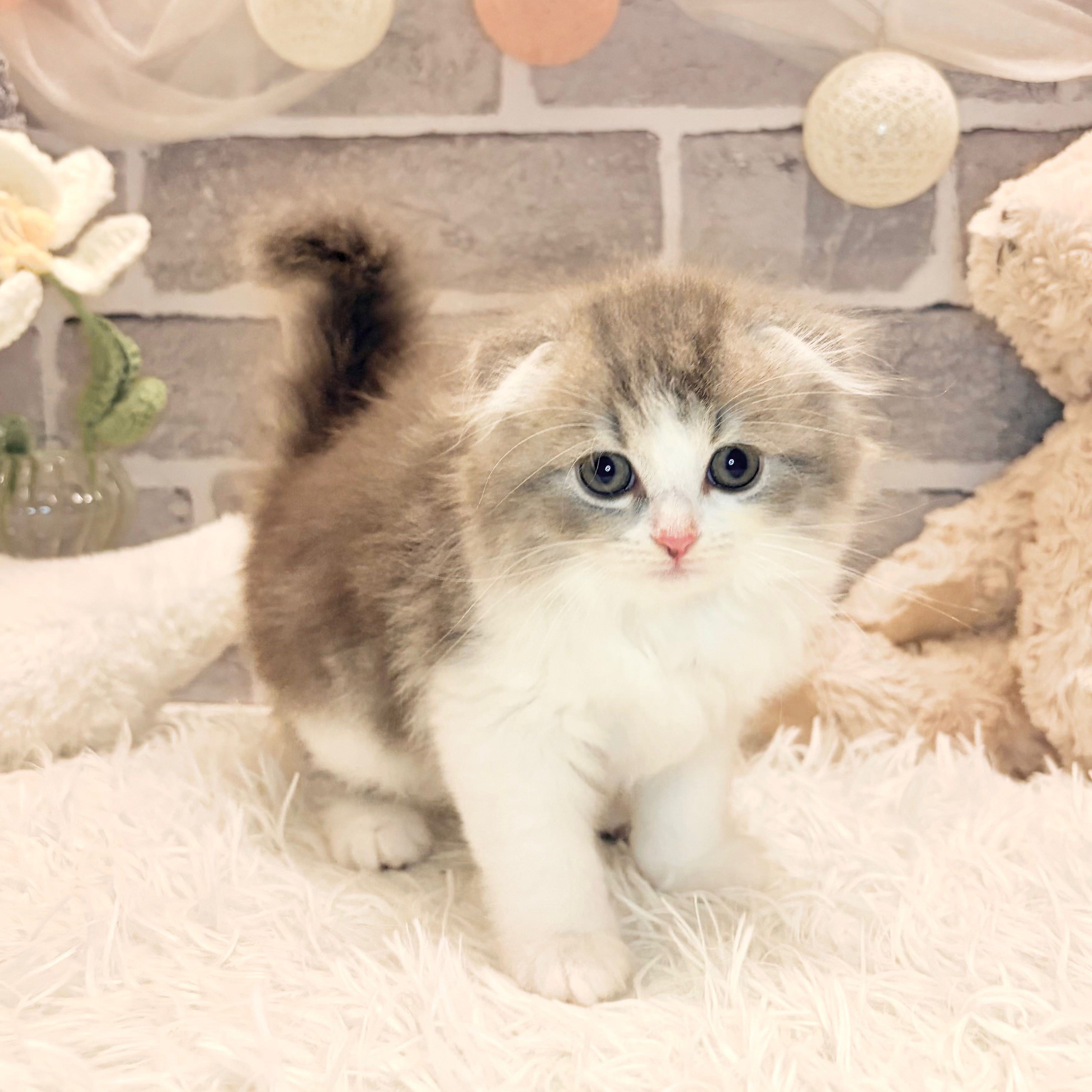 兵庫県のスコティッシュフォールド (犬の家＆猫の里神戸店/2026年5月10日生まれ/男の子/ブルータビーホワイト)の子猫の3枚目の画像