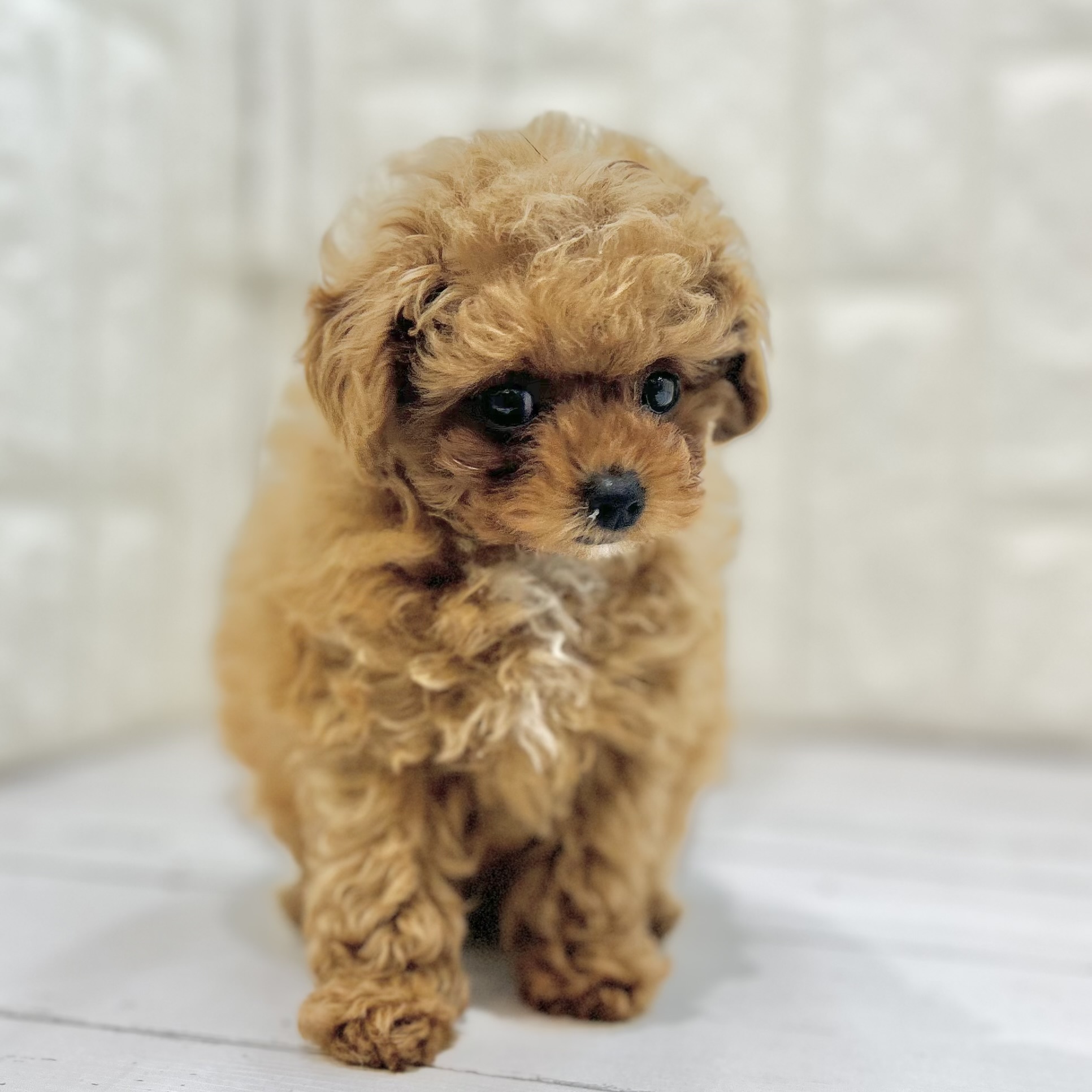 岡山県のトイプードル(トイ) (犬の家＆猫の里倉敷店/2025年5月17日生まれ/女の子/レッドフォーン)の子犬の3枚目の画像