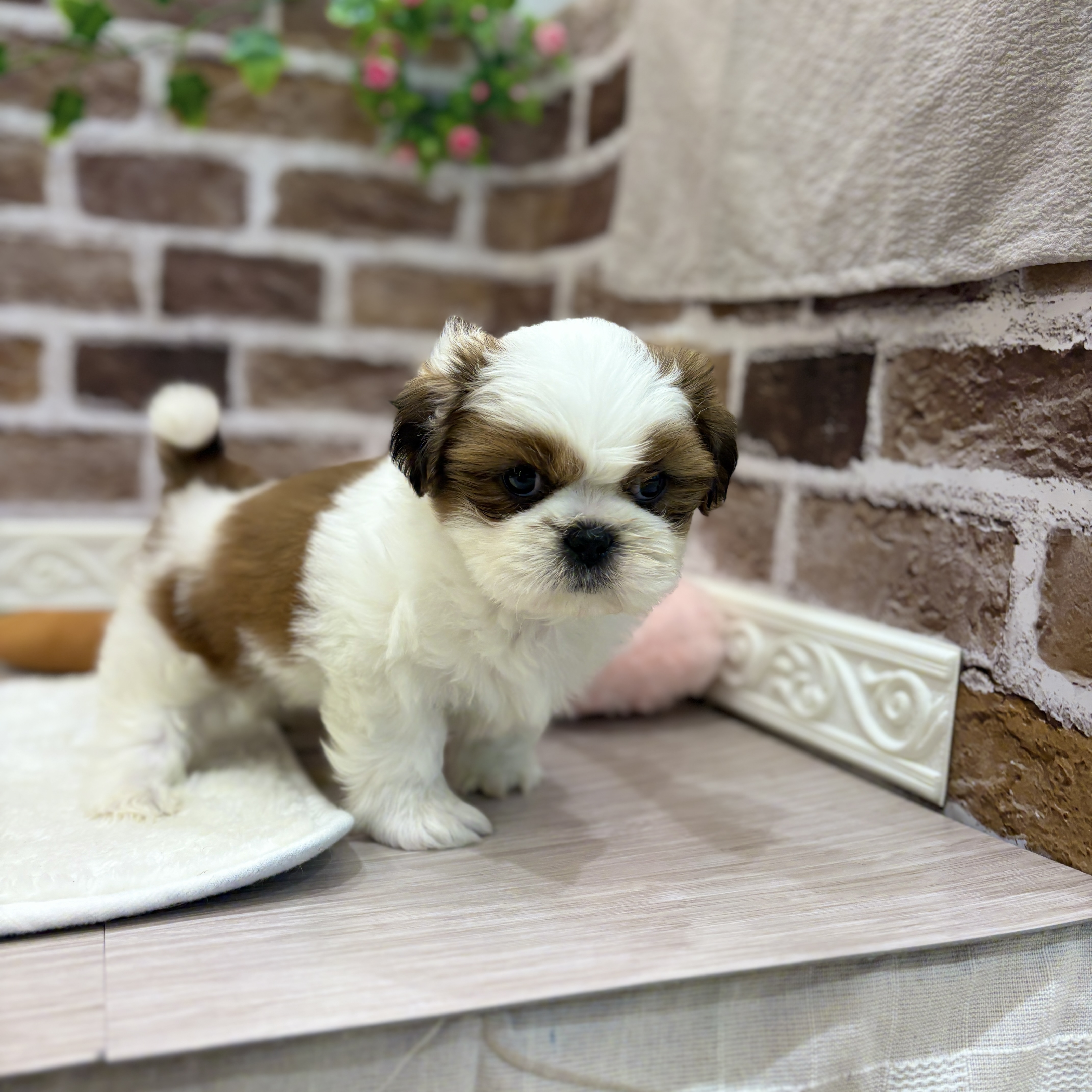 三重県のシーズー (犬の家＆猫の里三重桑名店/2026年1月27日生まれ/男の子/ホワイトゴールド)の子犬の3枚目の画像