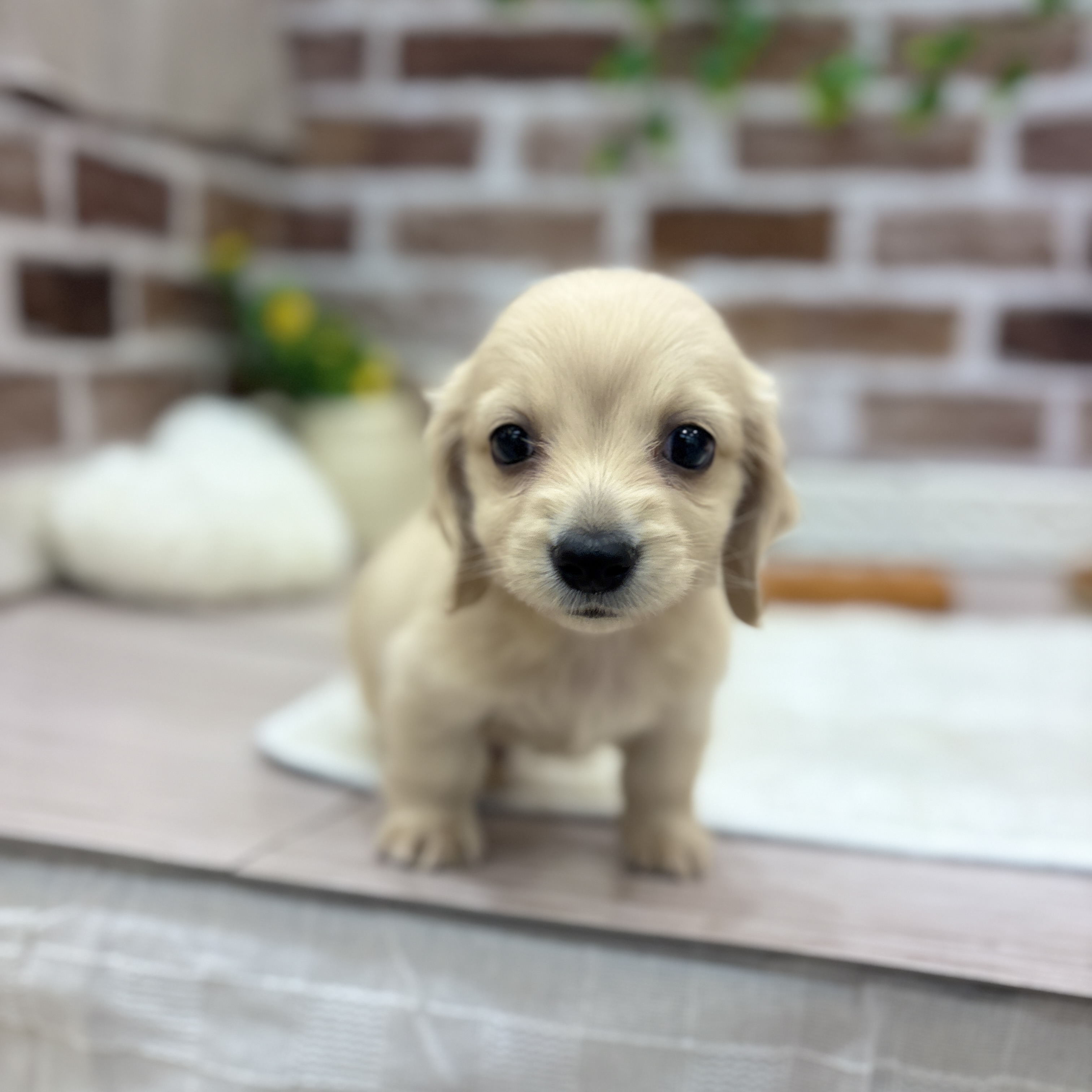 三重県のミニチュアダックスフンド(ロング) (犬の家＆猫の里三重桑名店/2026年1月26日生まれ/男の子/イエロー)の子犬の1枚目の画像