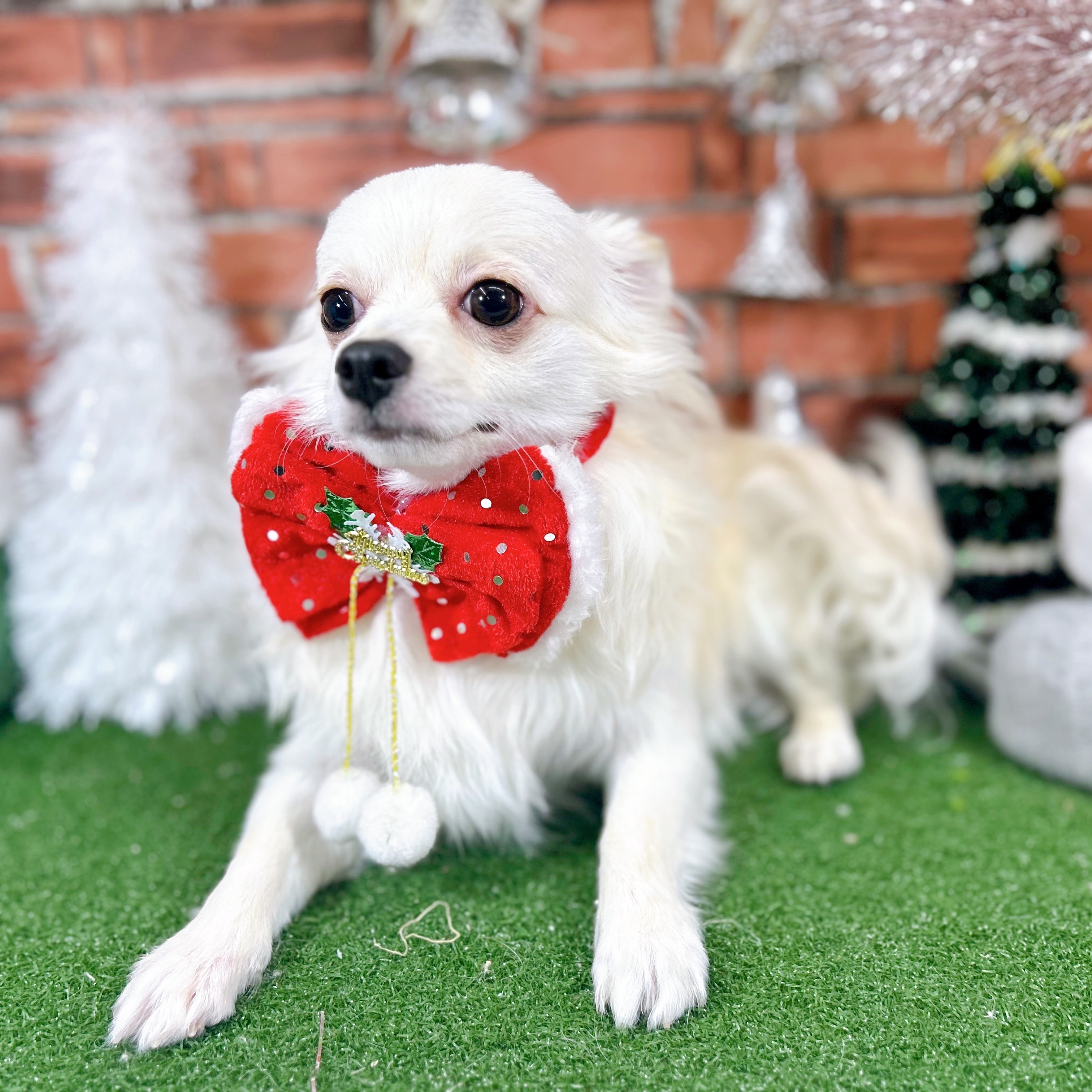 神奈川県のチワワ(ロング) (犬の家＆猫の里小田原店/2025年3月30日生まれ/男の子/クリーム)の子犬の3枚目の画像