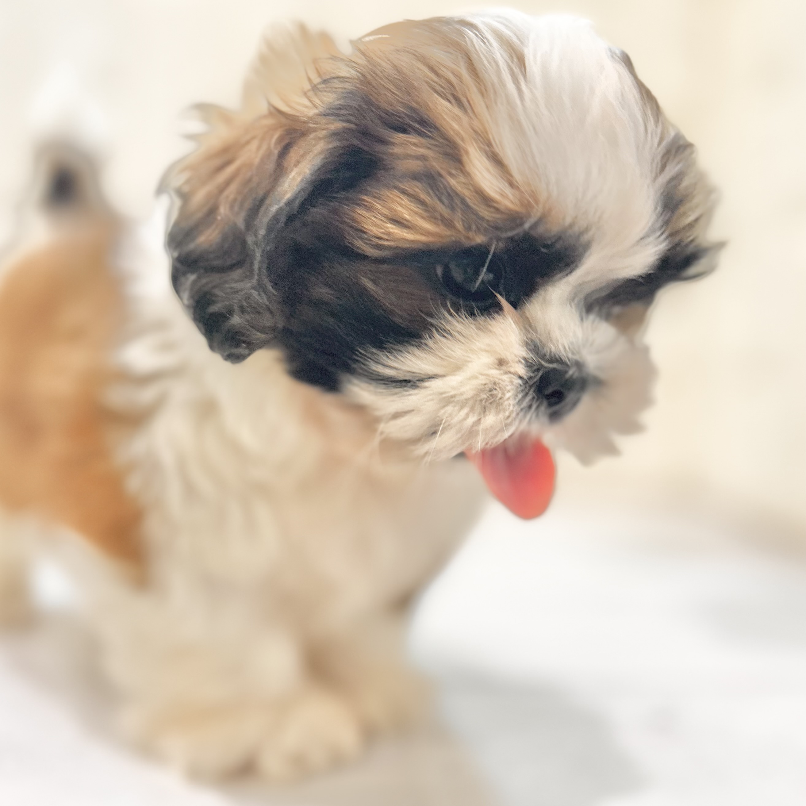 岡山県のシーズー (犬の家＆猫の里倉敷店/2025年5月23日生まれ/男の子/ゴールドホワイト)の子犬の3枚目の画像