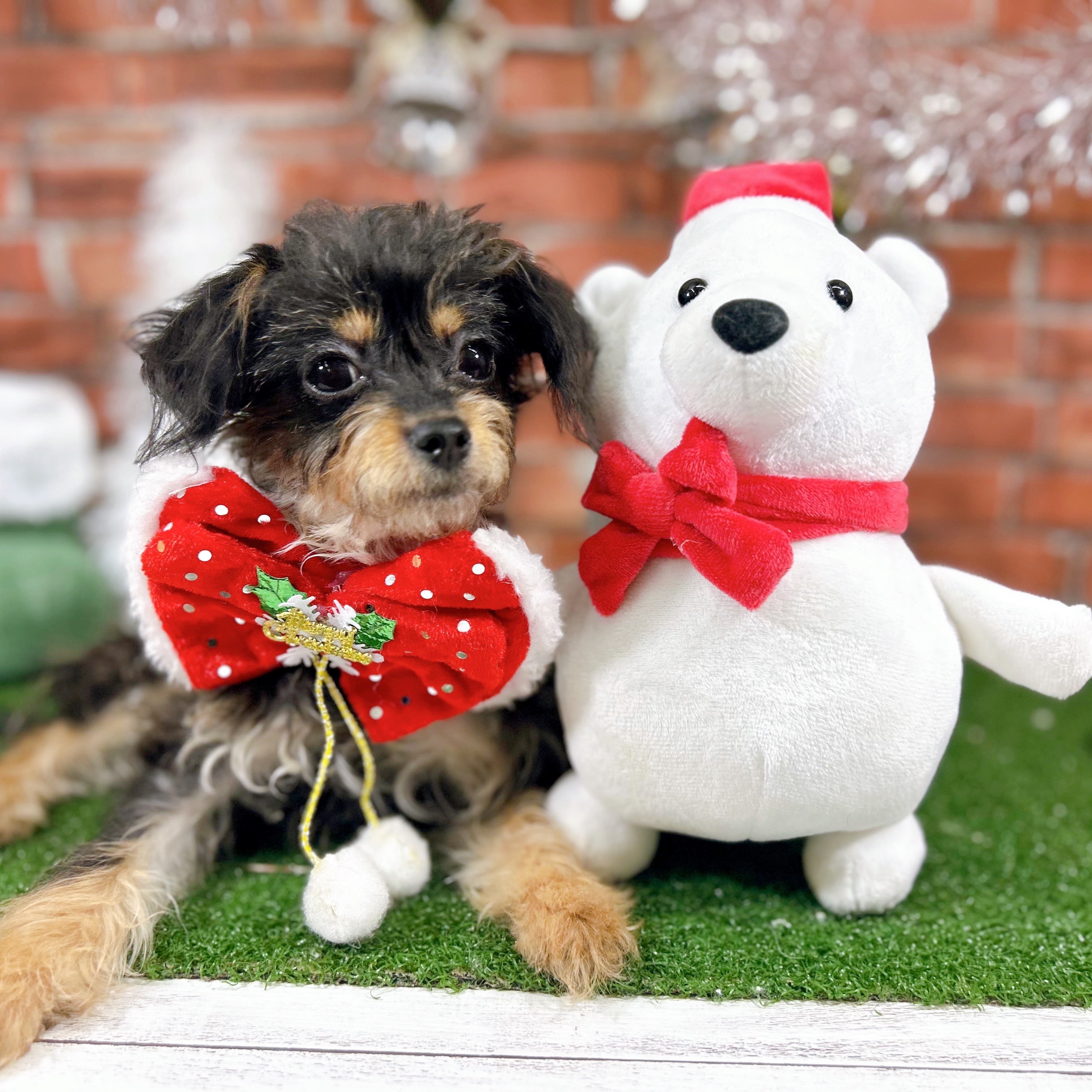 ハーフ犬女の子の写真