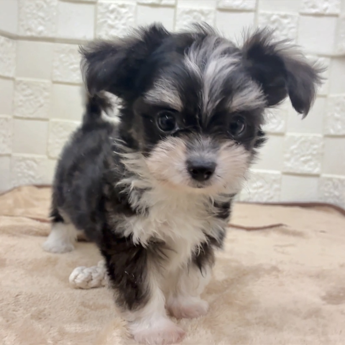 愛知県のチワマル/マルチワ(チワワ×マルチーズ) (犬の家＆猫の里碧南店/2025年9月16日生まれ/男の子/ブラッククリームホワイト)の子犬の3枚目の画像
