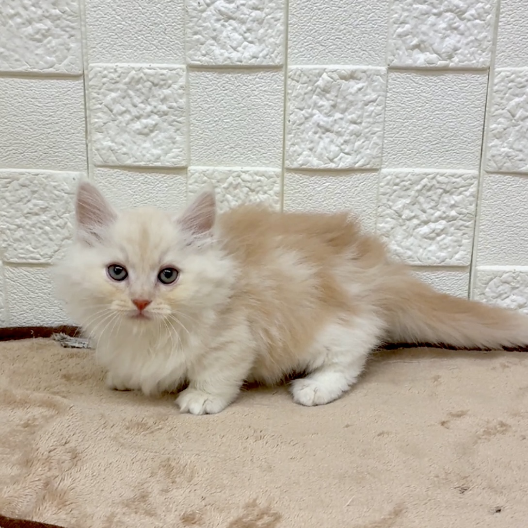 愛知県のマンチカン (犬の家＆猫の里碧南店/2025年9月17日生まれ/男の子/クリームタビーホワイト)の子猫の1枚目の画像