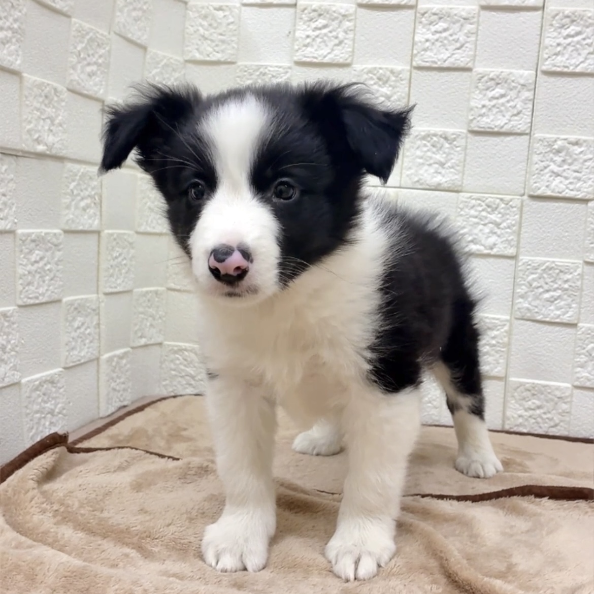 愛知県のボーダーコリー (犬の家＆猫の里碧南店/2025年9月16日生まれ/男の子/ブラックホワイト)の子犬の3枚目の画像