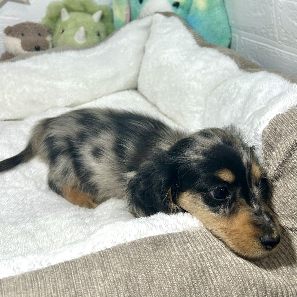 兵庫県のミニチュアダックスフンド(ロング) (犬の家＆猫の里ニッケパークタウン加古川店/2025年12月31日生まれ/男の子/シルバーダップル)の子犬の3枚目の画像