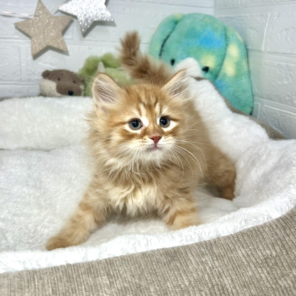 兵庫県のサイベリアン (犬の家＆猫の里ニッケパークタウン加古川店/2025年12月29日生まれ/男の子/レッドタビー)の子猫の3枚目の画像