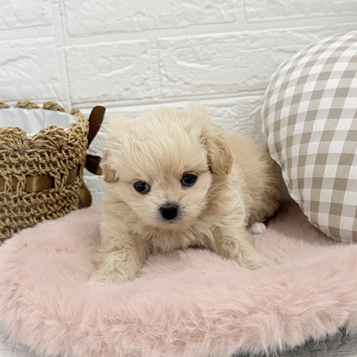 愛知県のペキプー(ペキニーズ×プードル) (犬の家＆猫の里豊川インター店/2025年8月11日生まれ/女の子/アプリコット)の子犬の3枚目の画像