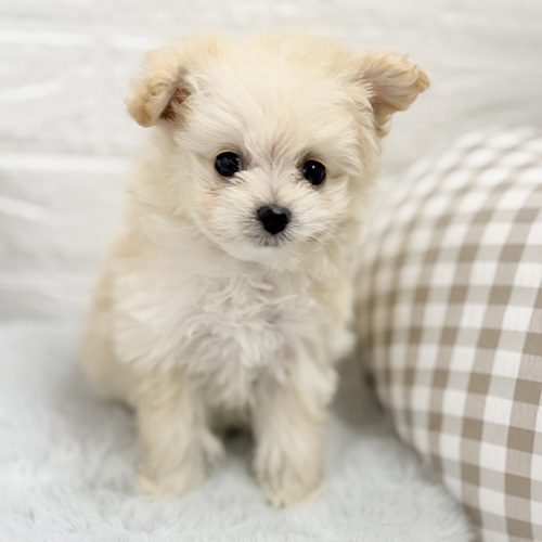 愛知県のポメプー(ポメラニアン×プードル) (犬の家＆猫の里豊川インター店/2025年8月12日生まれ/男の子/クリーム)の子犬の3枚目の画像