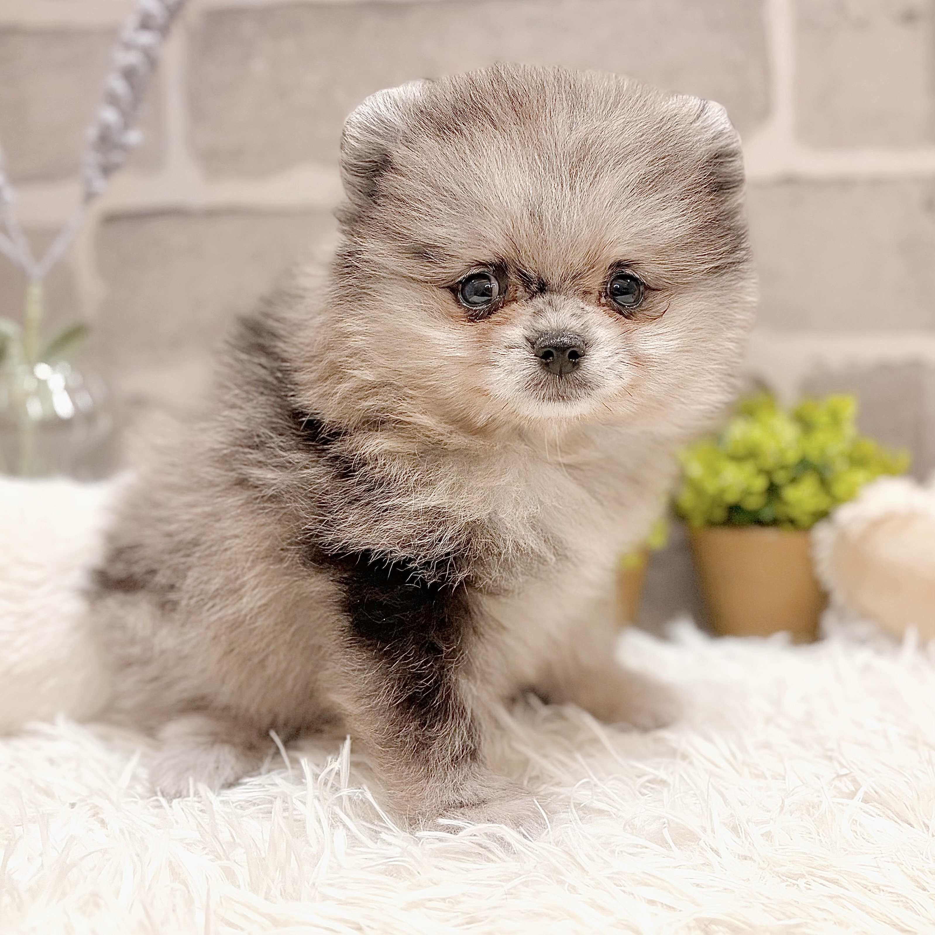兵庫県のポメラニアン (犬の家＆猫の里神戸店/2026年4月11日生まれ/男の子/ブルーマール)の子犬の3枚目の画像