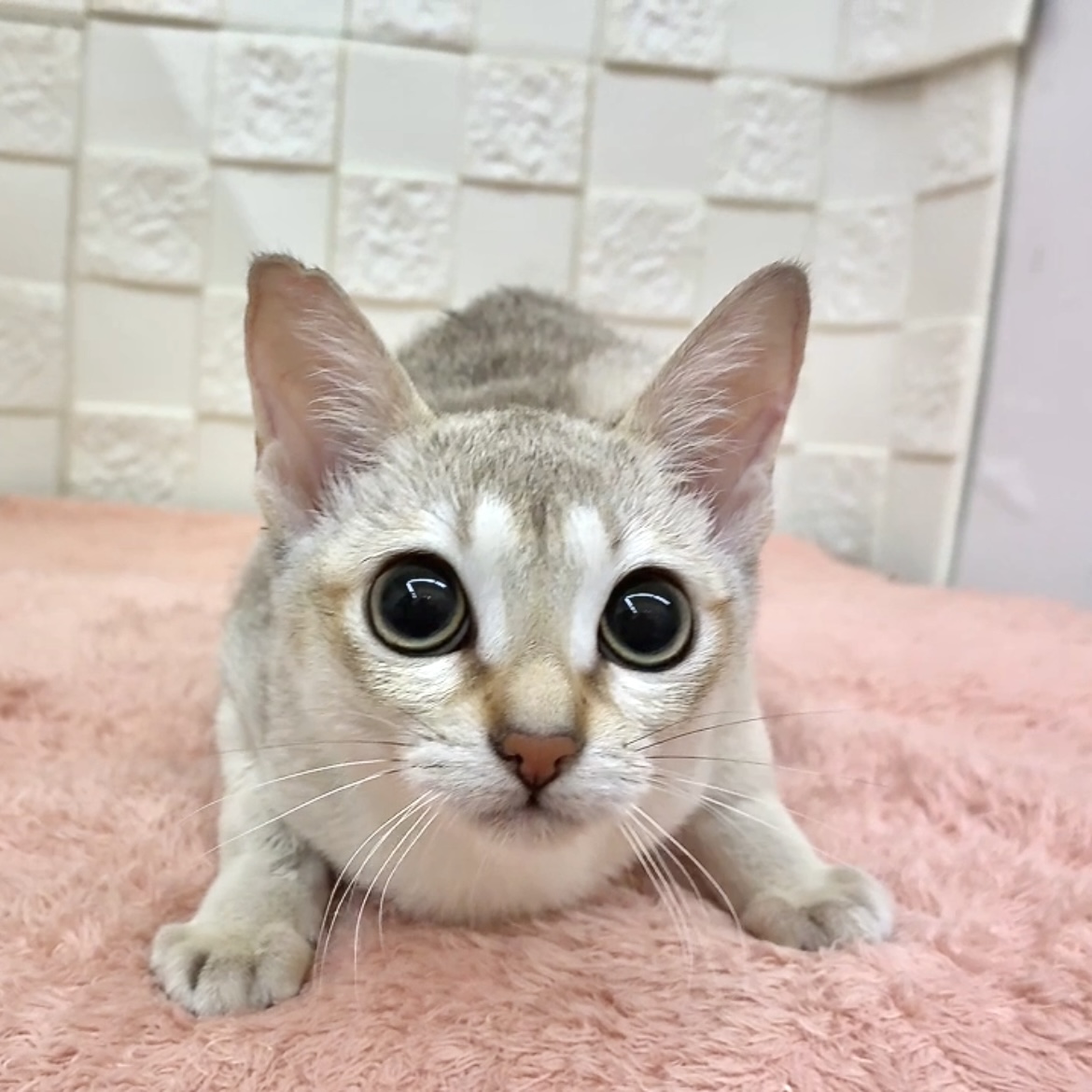 愛知県のシンガプーラ (犬の家＆猫の里碧南店/2025年8月29日生まれ/女の子/セピアアグーティ)の子猫の3枚目の画像