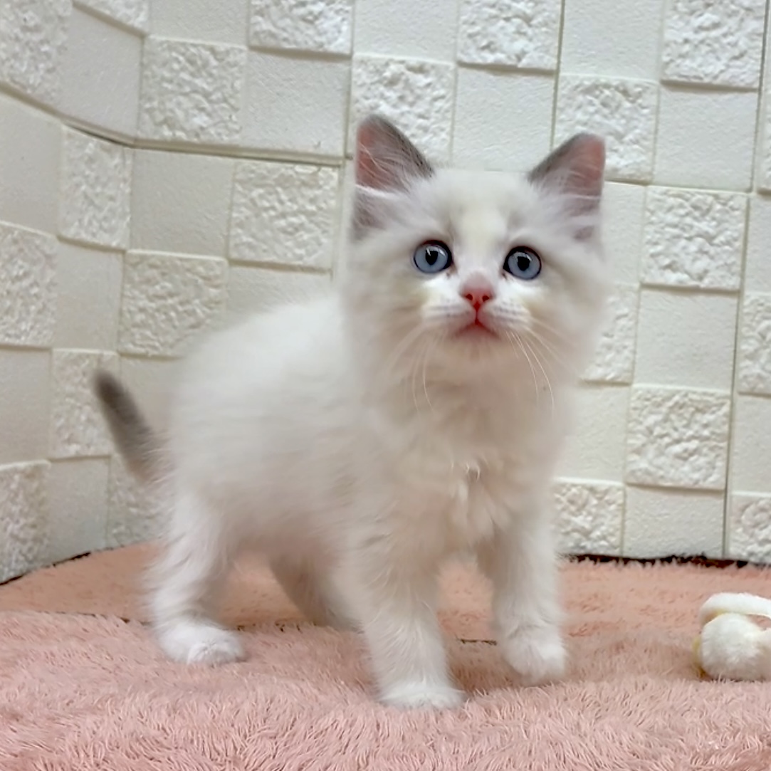 愛知県のラグドール (犬の家＆猫の里碧南店/2025年9月23日生まれ/女の子/ブルーポイントバイカラー)の子猫の3枚目の画像