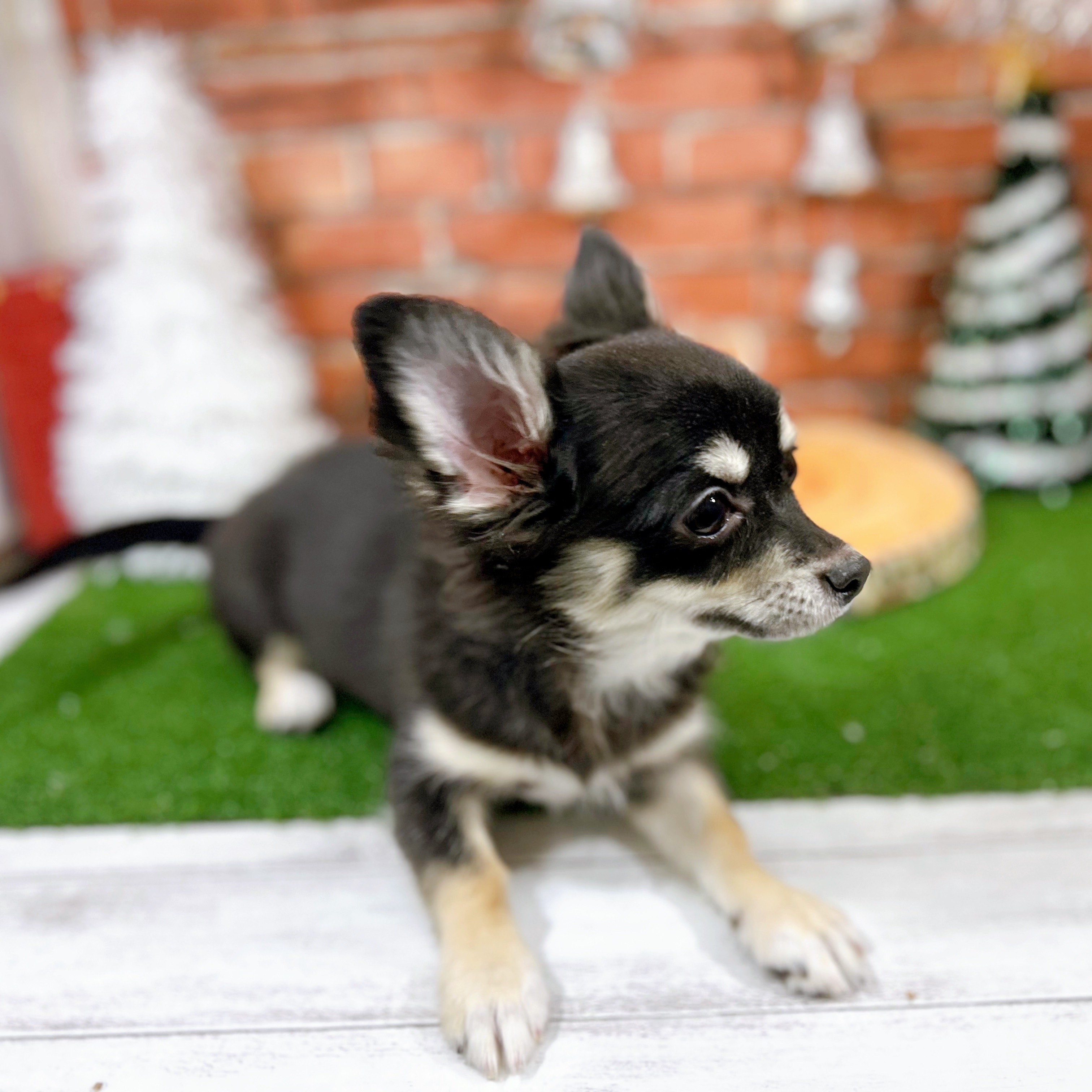 神奈川県のチワワ(ロング) (犬の家＆猫の里小田原店/2025年7月13日生まれ/女の子/ブラックタンホワイト)の子犬の3枚目の画像