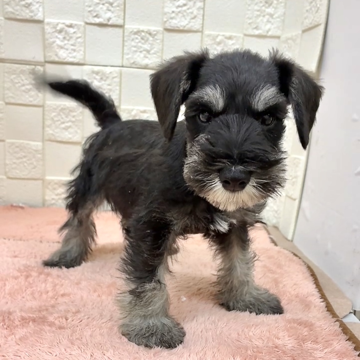 愛知県のミニチュアシュナウザー (犬の家＆猫の里碧南店/2025年9月29日生まれ/男の子/ブラックシルバー)の子犬の3枚目の画像