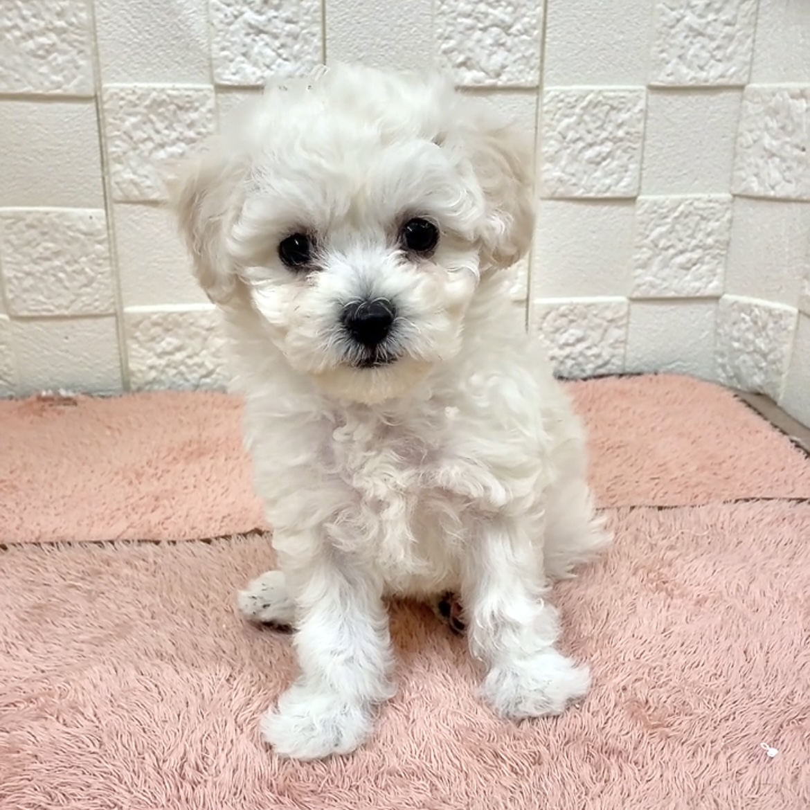 愛知県のビションフリーゼ (犬の家＆猫の里碧南店/2025年9月30日生まれ/女の子/ホワイト)の子犬の3枚目の画像