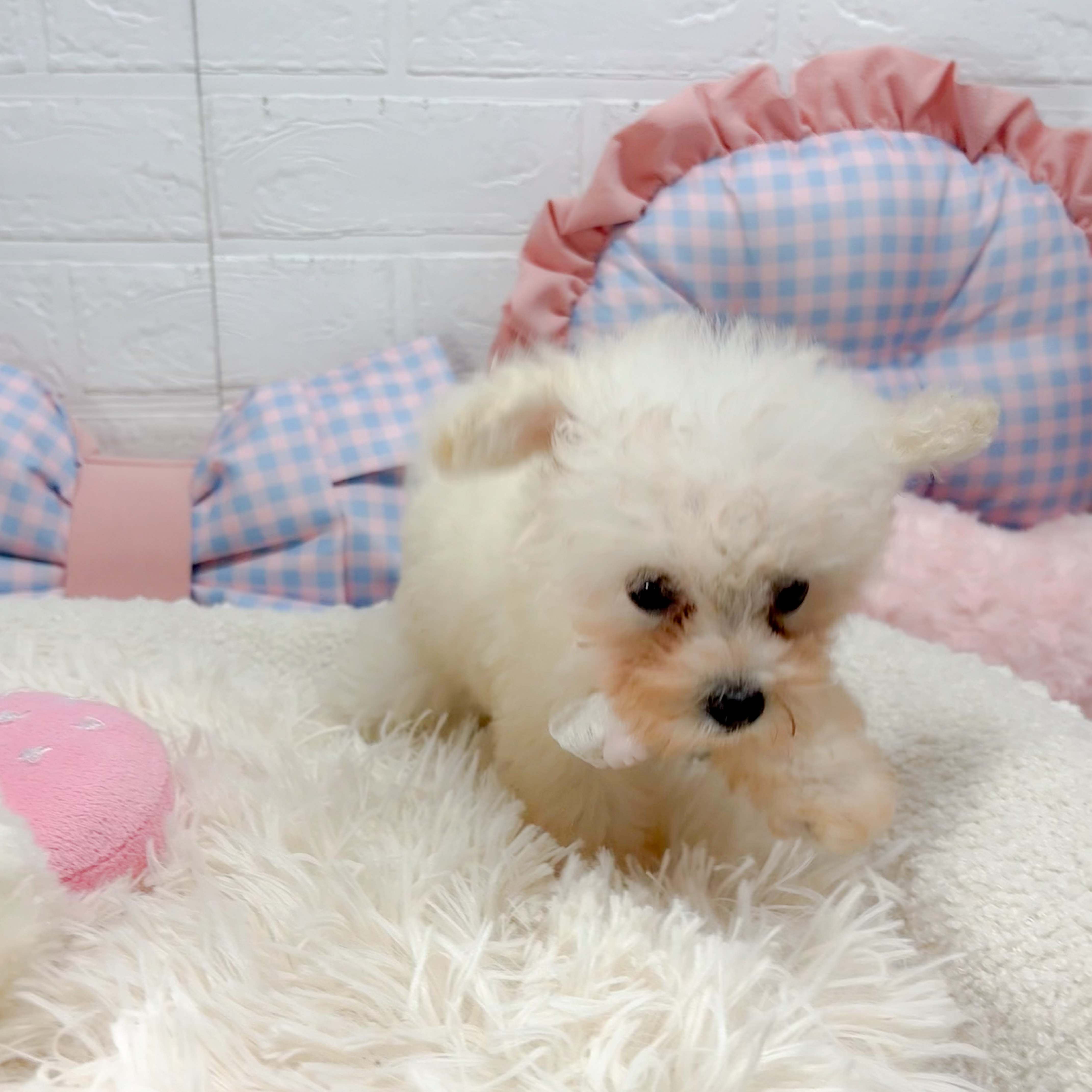 神奈川県のティーカッププードル (犬の家＆猫の里モザイクモール港北店/2025年7月7日生まれ/男の子/ホワイト)の子犬の3枚目の画像