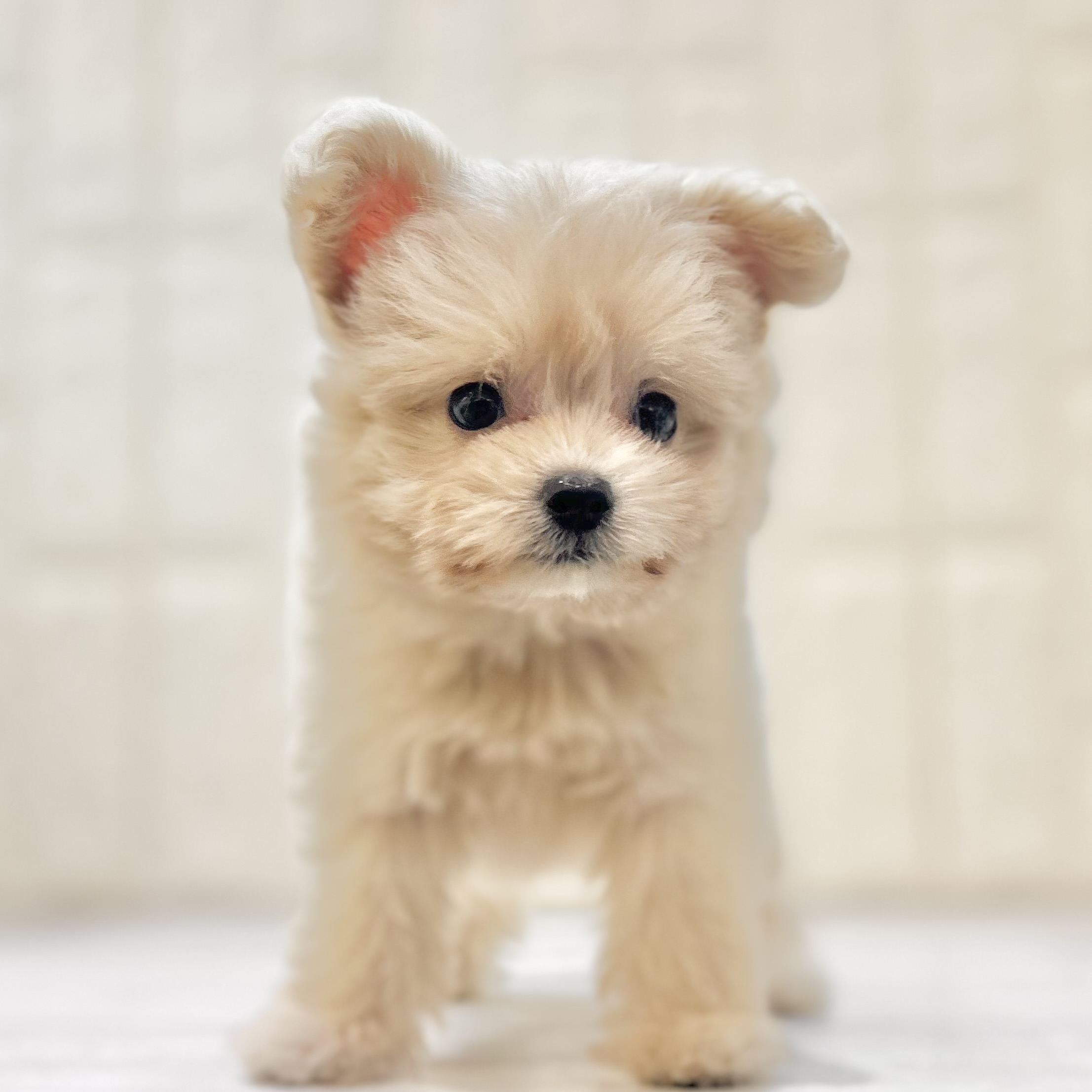 岡山県のポメプー(ポメラニアン×プードル) (犬の家＆猫の里倉敷店/2025年5月31日生まれ/女の子/クリーム)の子犬の1枚目の画像