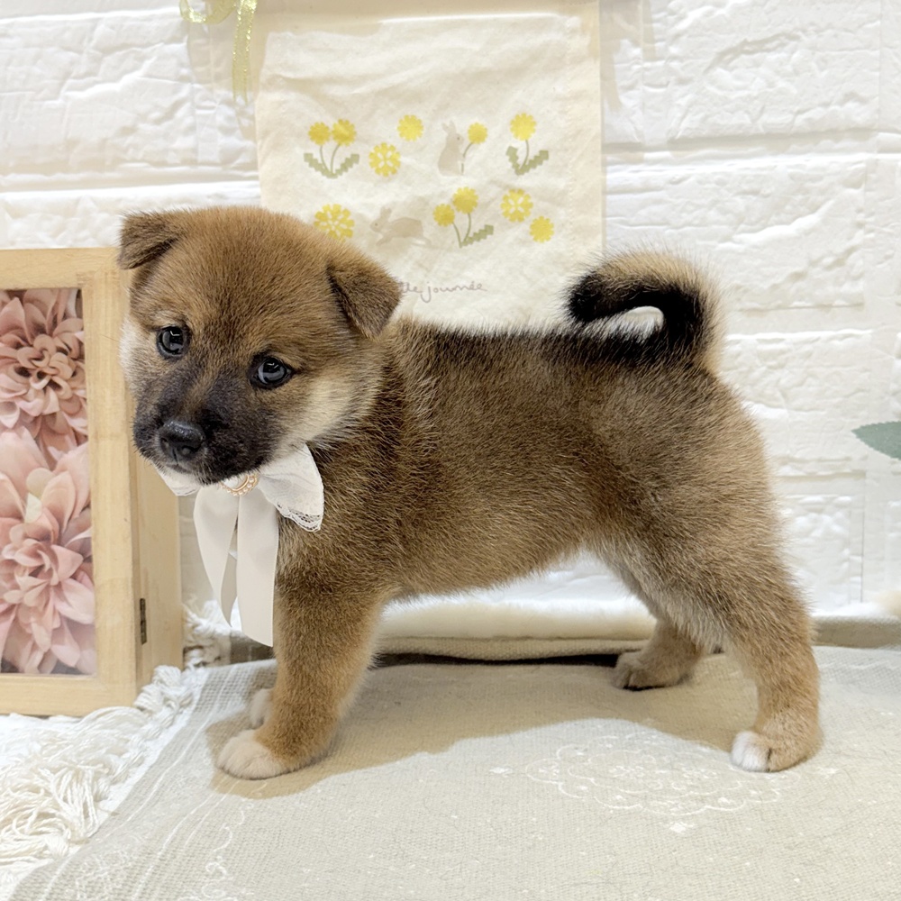 静岡県の豆柴 (犬の家＆猫の里富士店/2025年7月15日生まれ/女の子/赤)の子犬の3枚目の画像