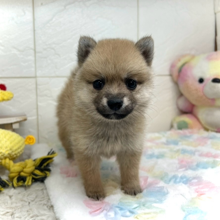 兵庫県のポメ柴/豆ポメ/ポメ豆柴(ポメラニアン×柴犬) (犬の家＆猫の里ゆめタウン姫路店/2025年11月8日生まれ/女の子/オレンジ)の子犬の3枚目の画像