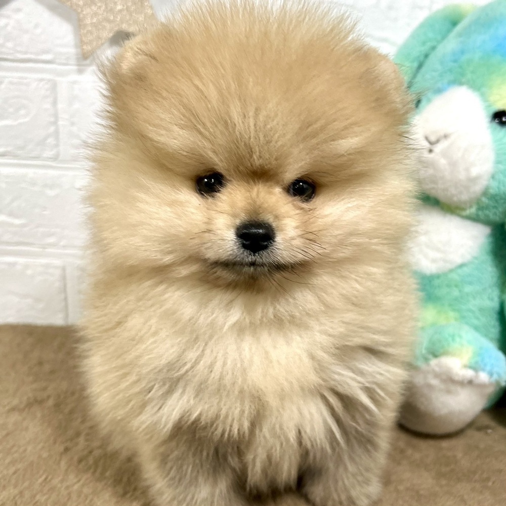 兵庫県のポメラニアン (犬の家＆猫の里ニッケパークタウン加古川店/2025年11月8日生まれ/男の子/オレンジ)の子犬の3枚目の画像