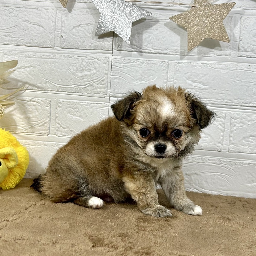 兵庫県のチワワ(ロング) (犬の家＆猫の里ニッケパークタウン加古川店/2025年11月9日生まれ/男の子/フォーンホワイト)の子犬の3枚目の画像